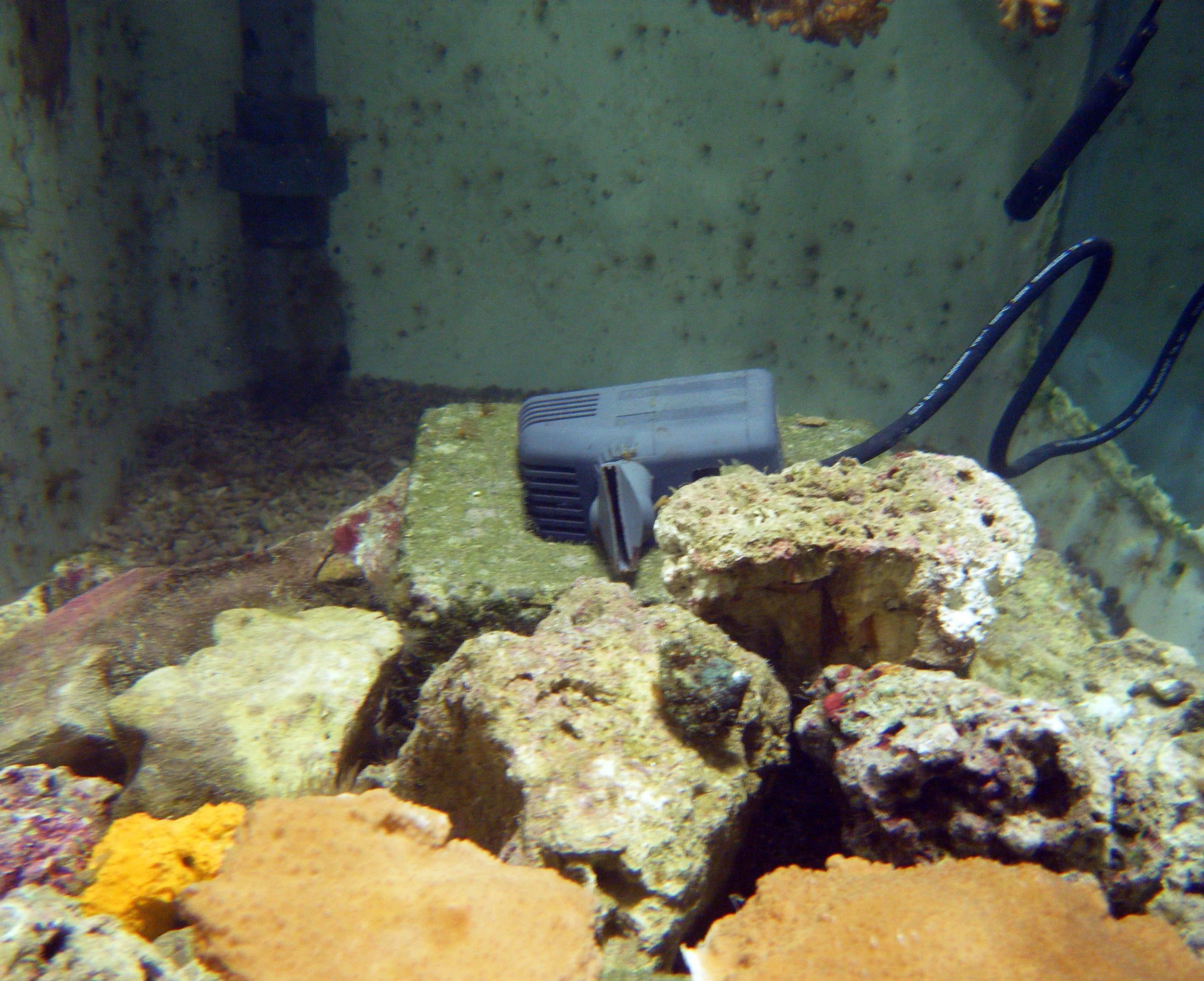 tank 6 mesocosm.jpg