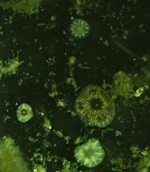 pdam spat3.jpg