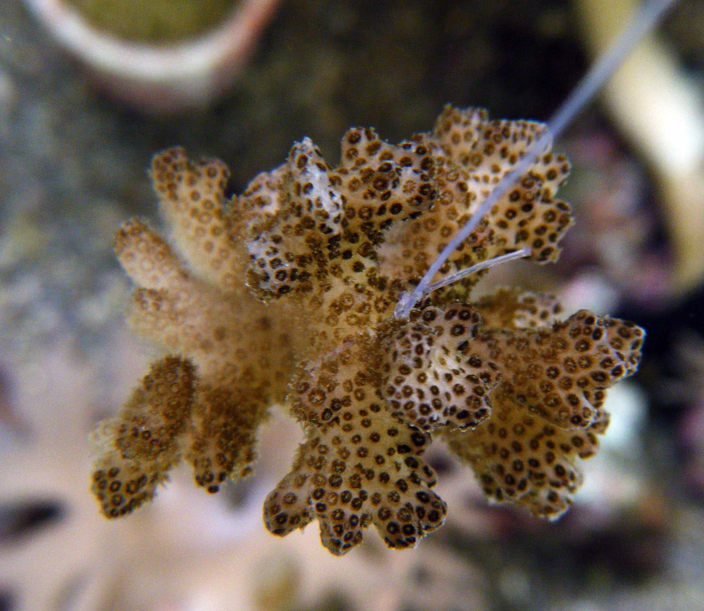 Pdam nubbin 2.jpg