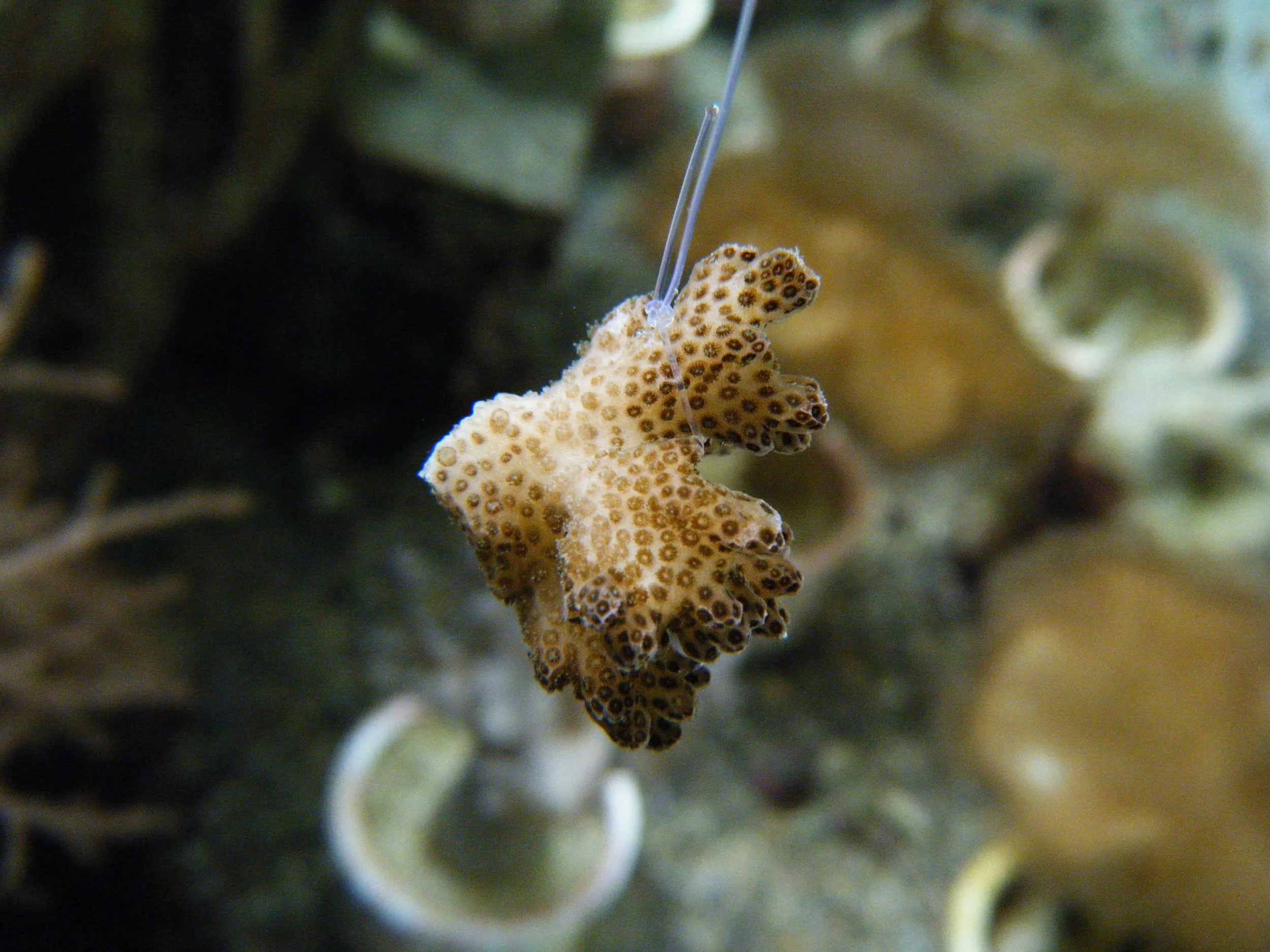 Pdam nubbin 3.jpg