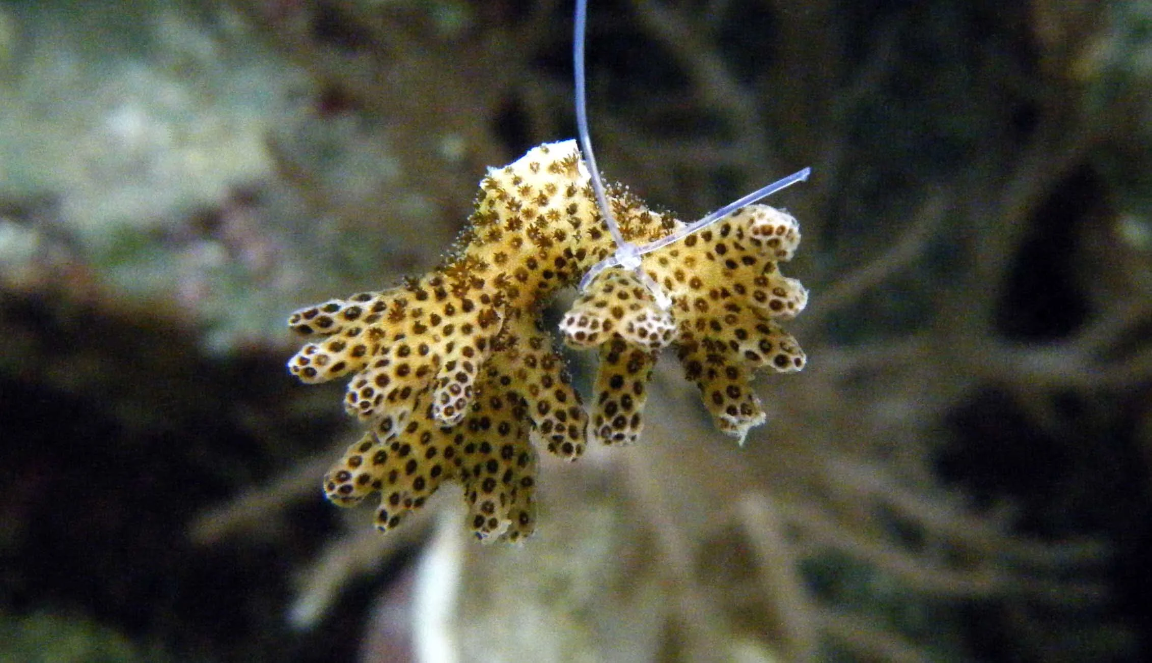 Pdam nubbin Oct. 2010.jpg