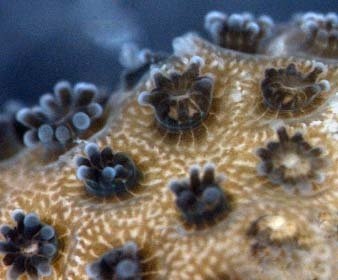 Pd polyps 2.jpg