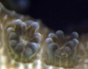 PD polyps.jpg