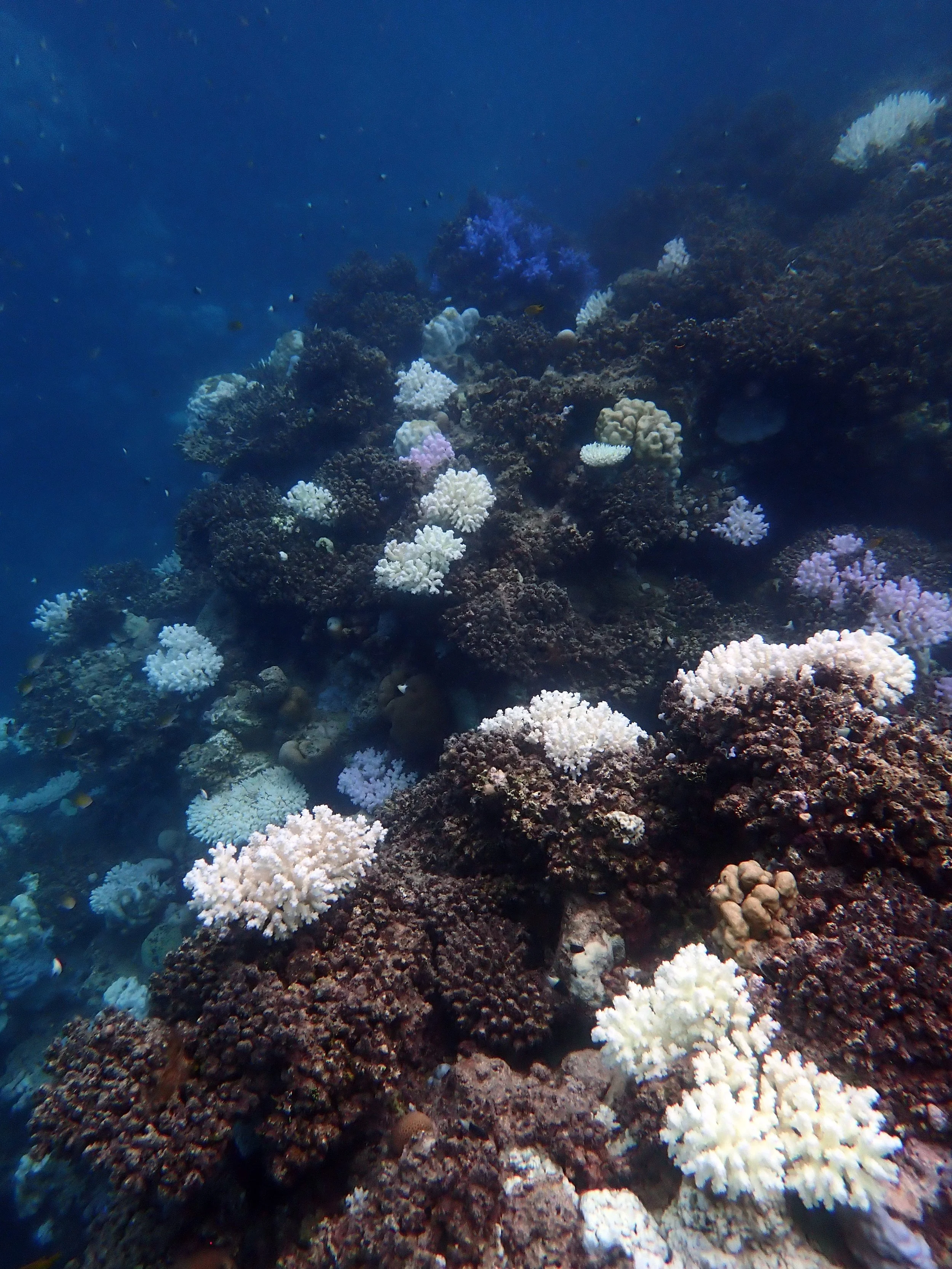 bleaching pocilloporids Rabigh.jpg