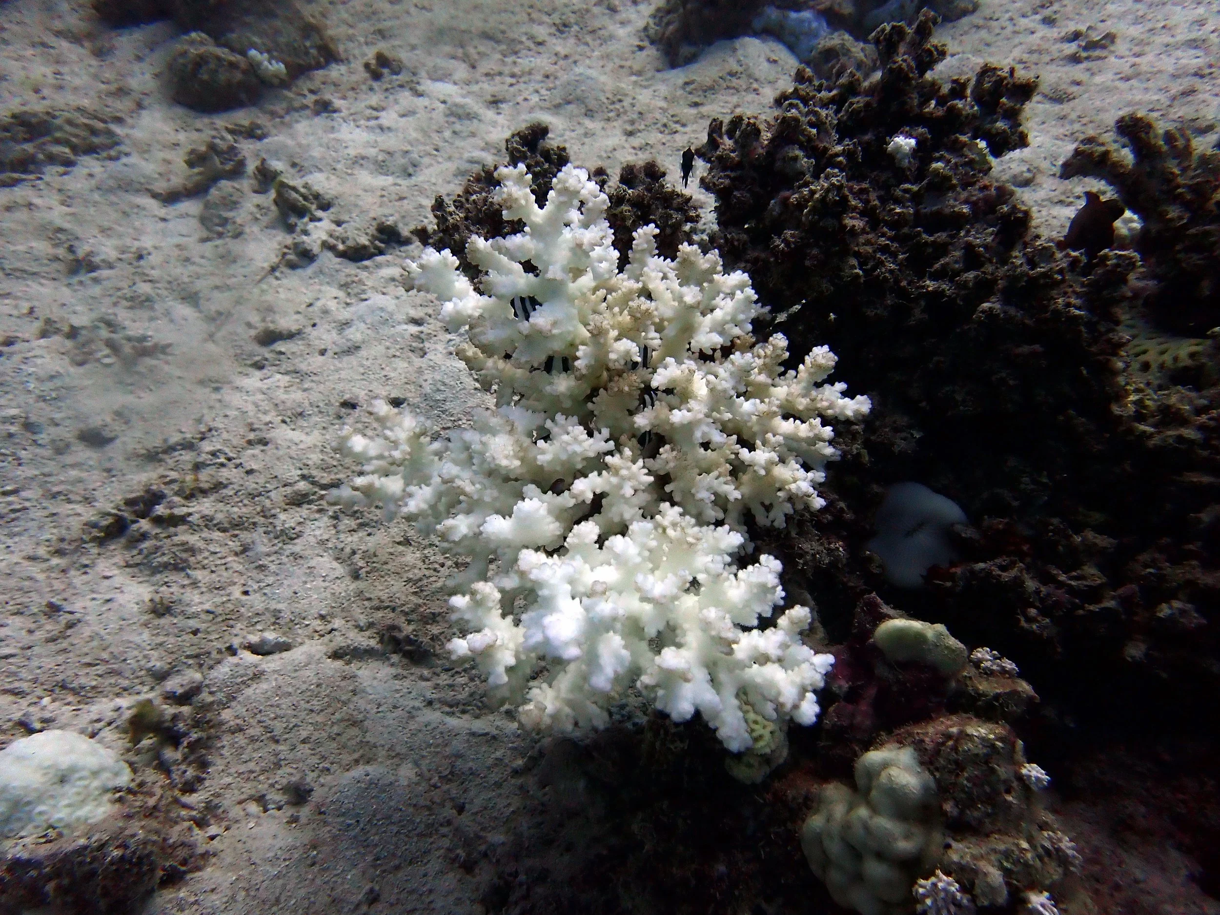 bleaching PV Red Sea.jpg