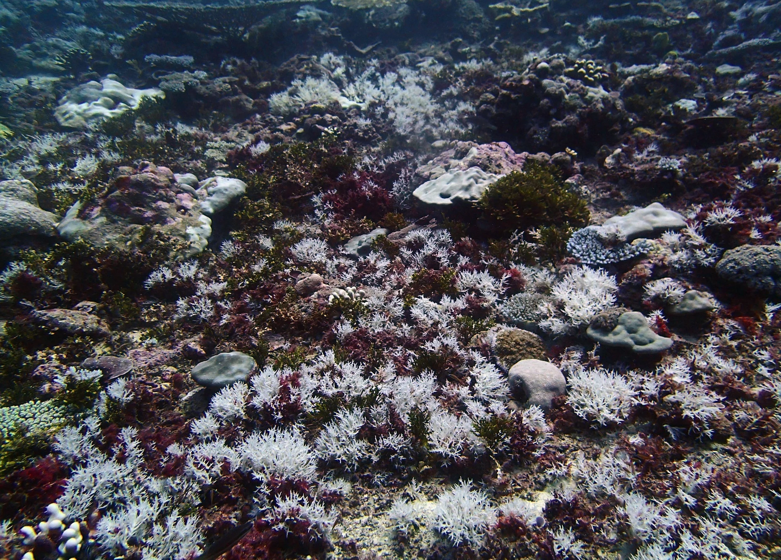 field of bleached seriatoporids.jpg