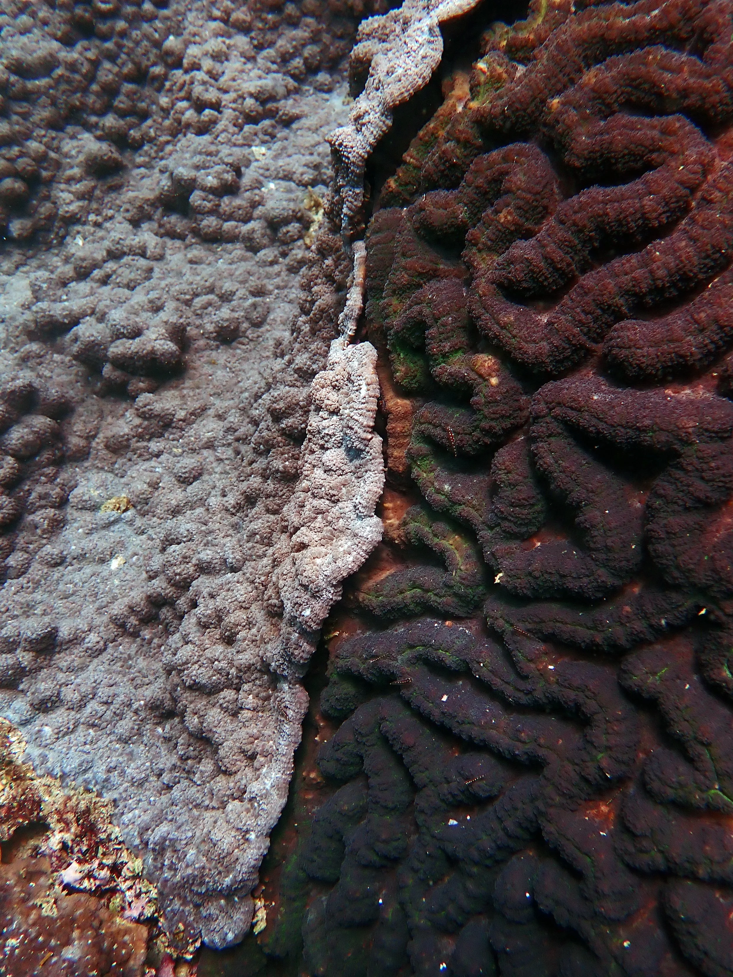 coral competition Oman 2024.jpg