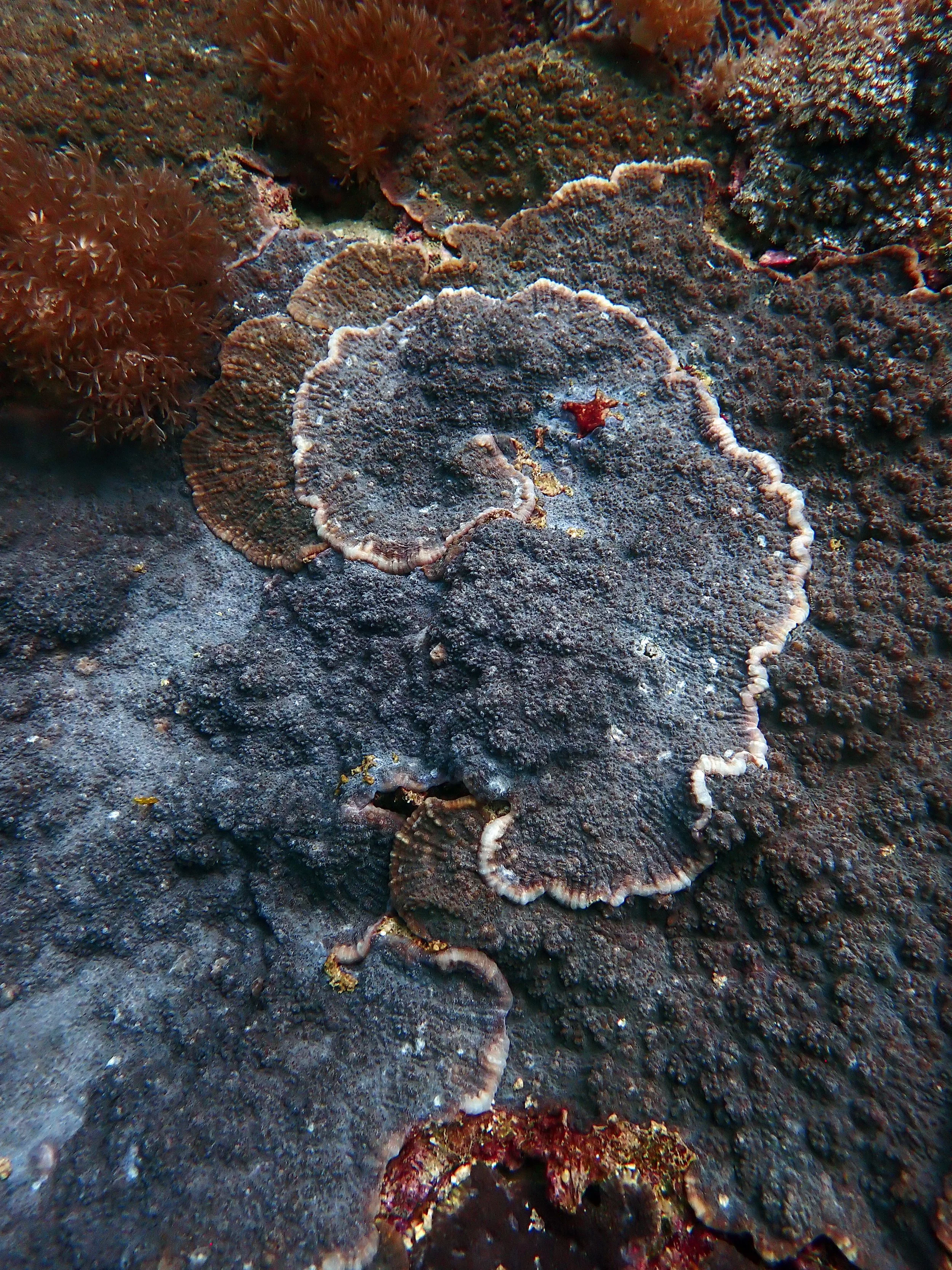 coral hug.jpg