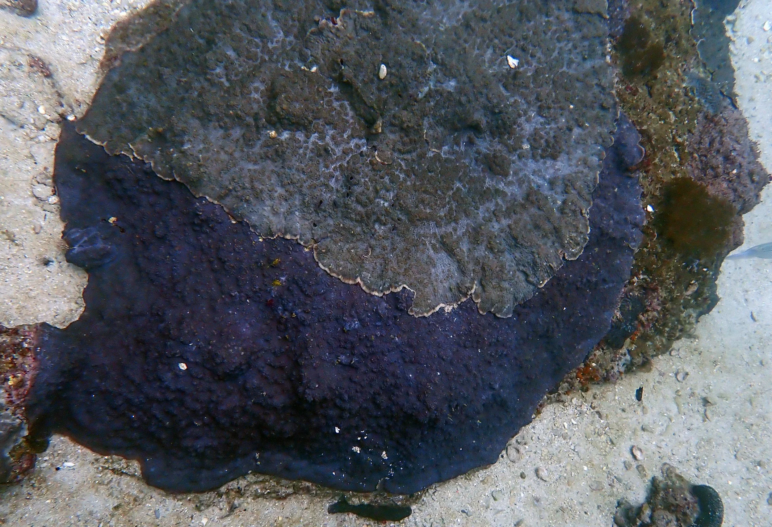 coral competition Oman.jpg