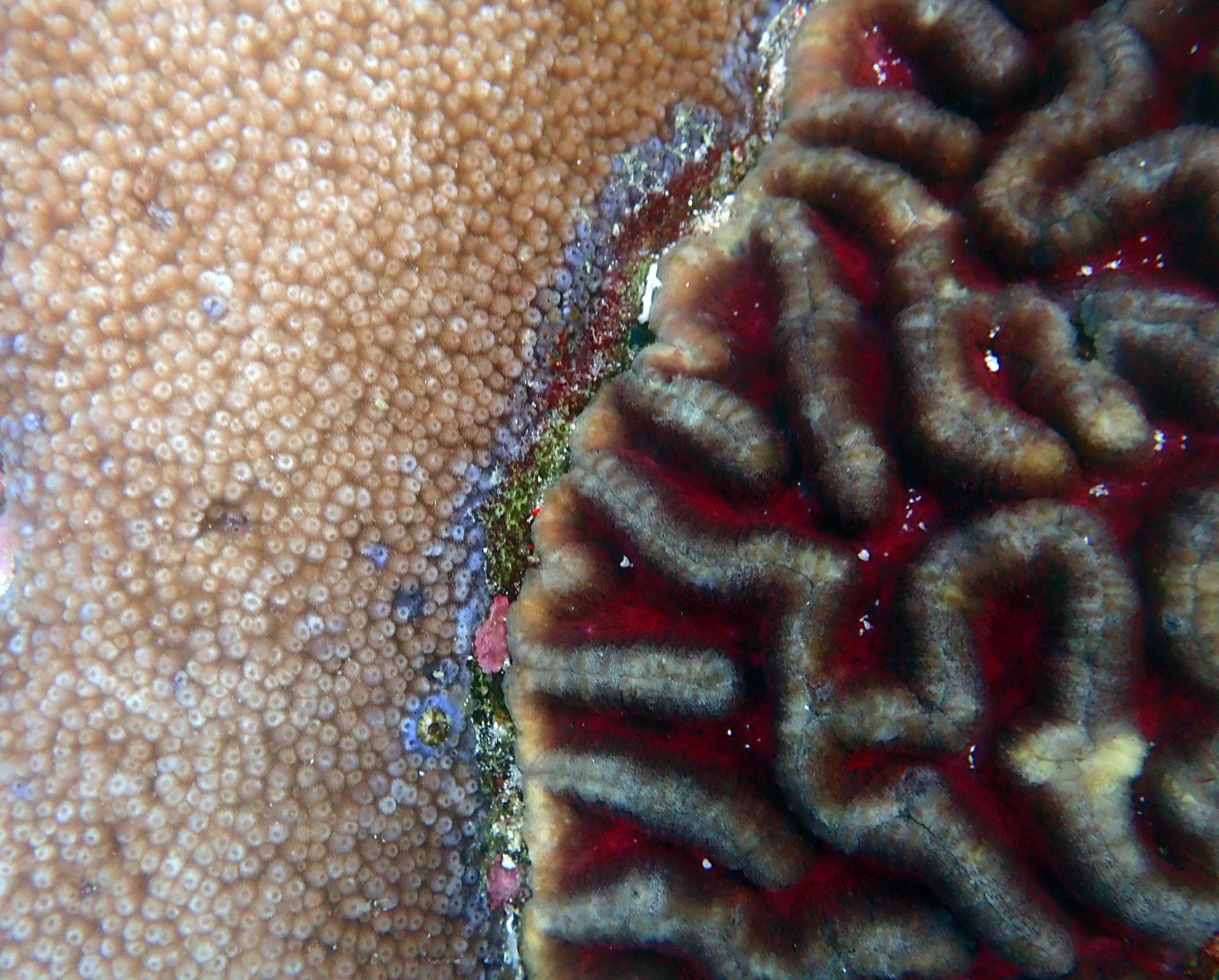 coral competition Komodo.jpg