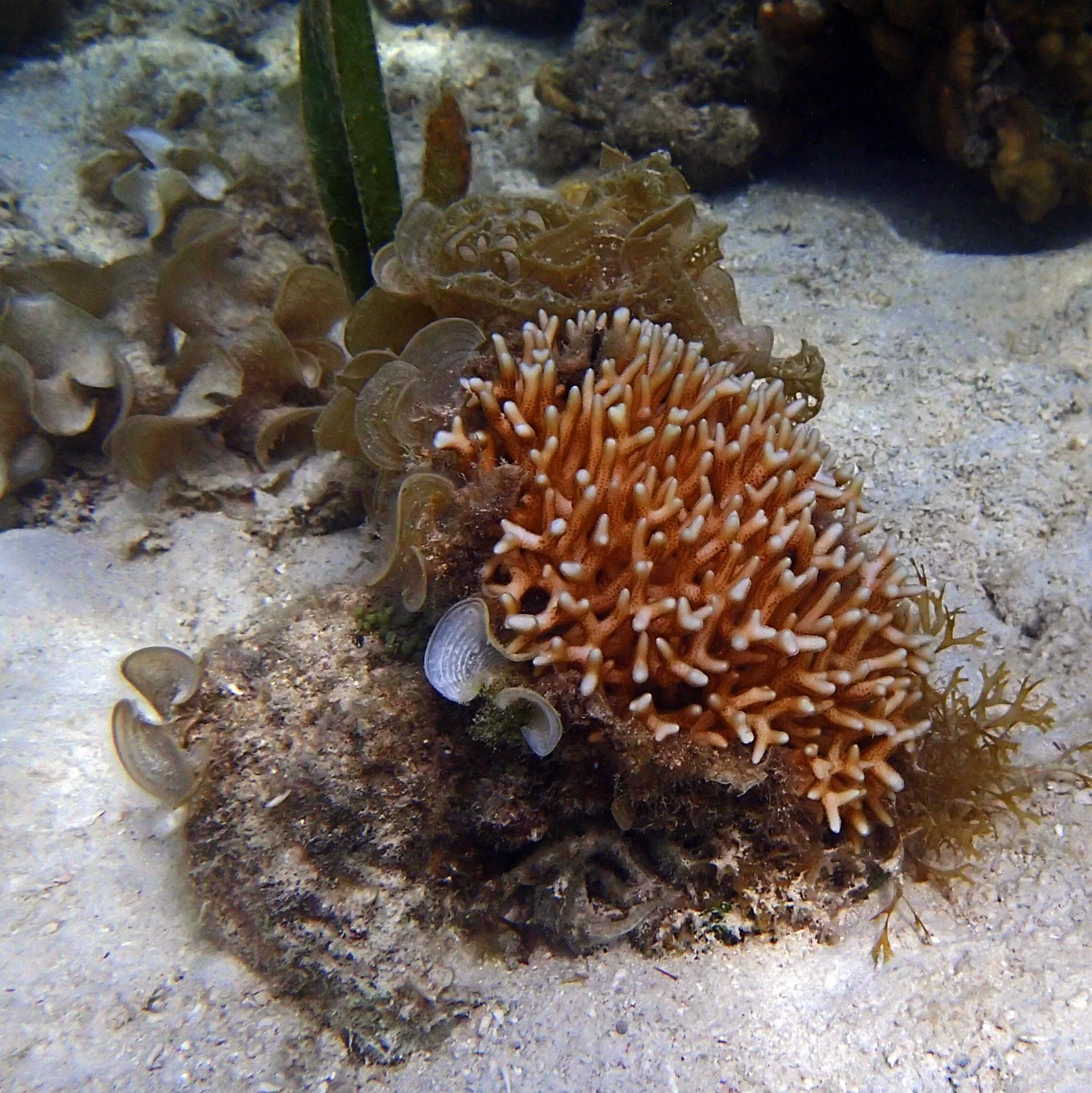 Seri+macroalgae.jpg