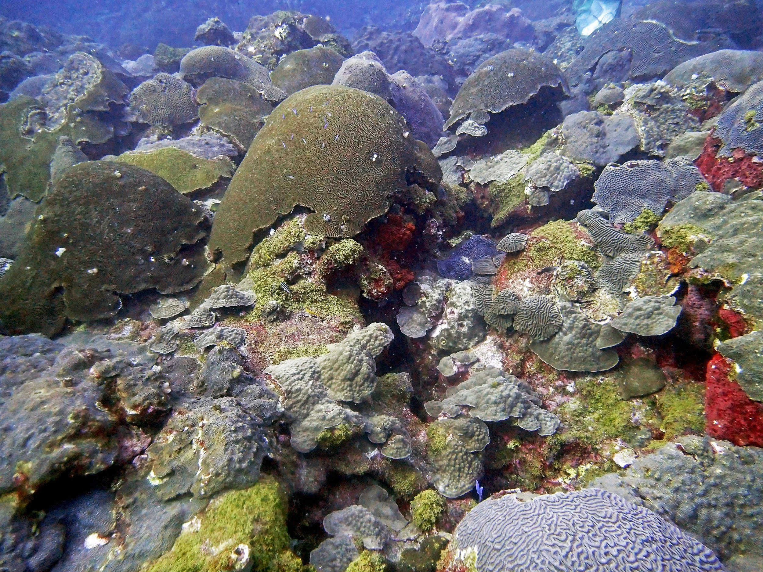 good FGB coral shot.jpg