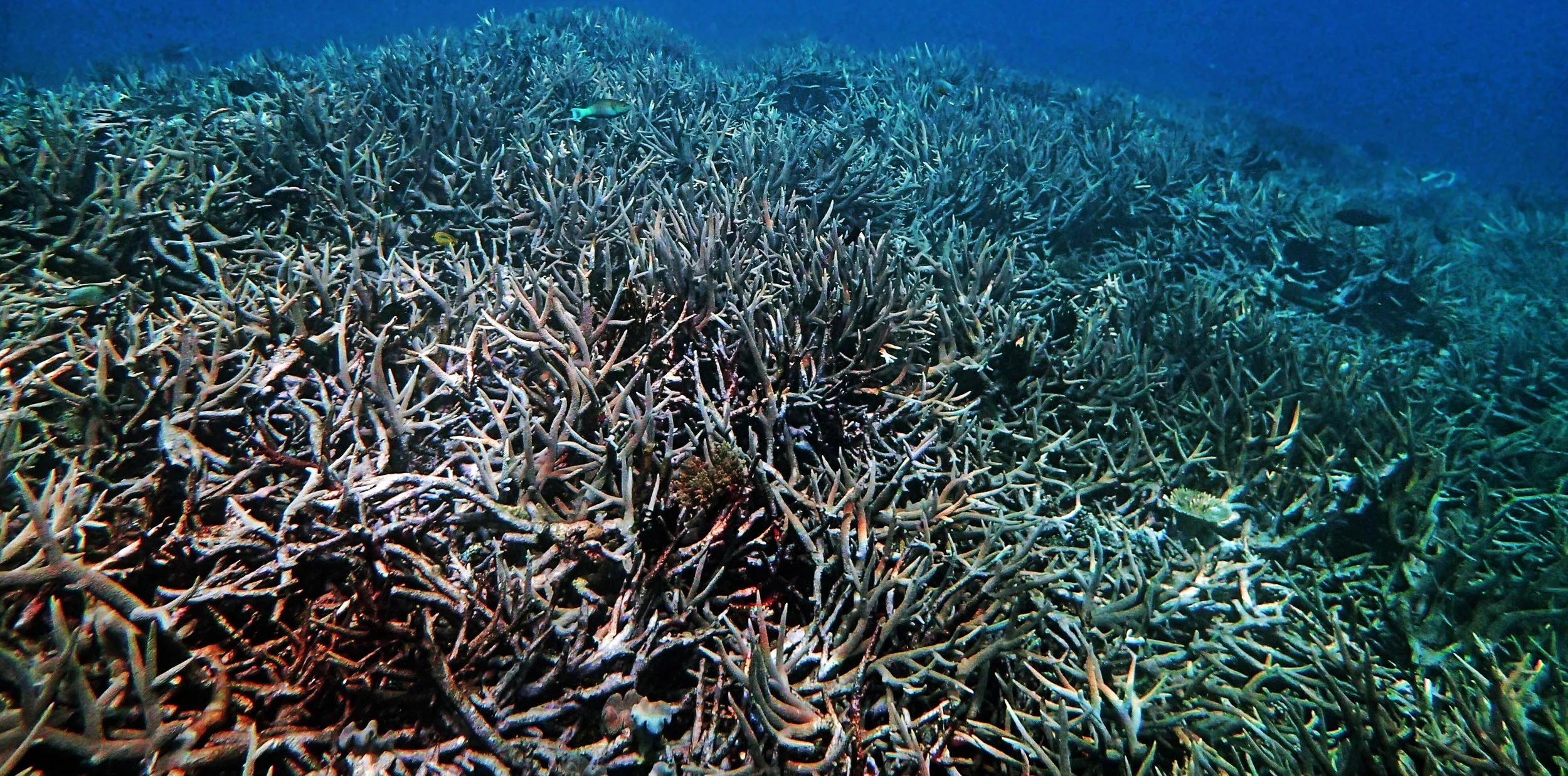 awesome acropora forest.jpg