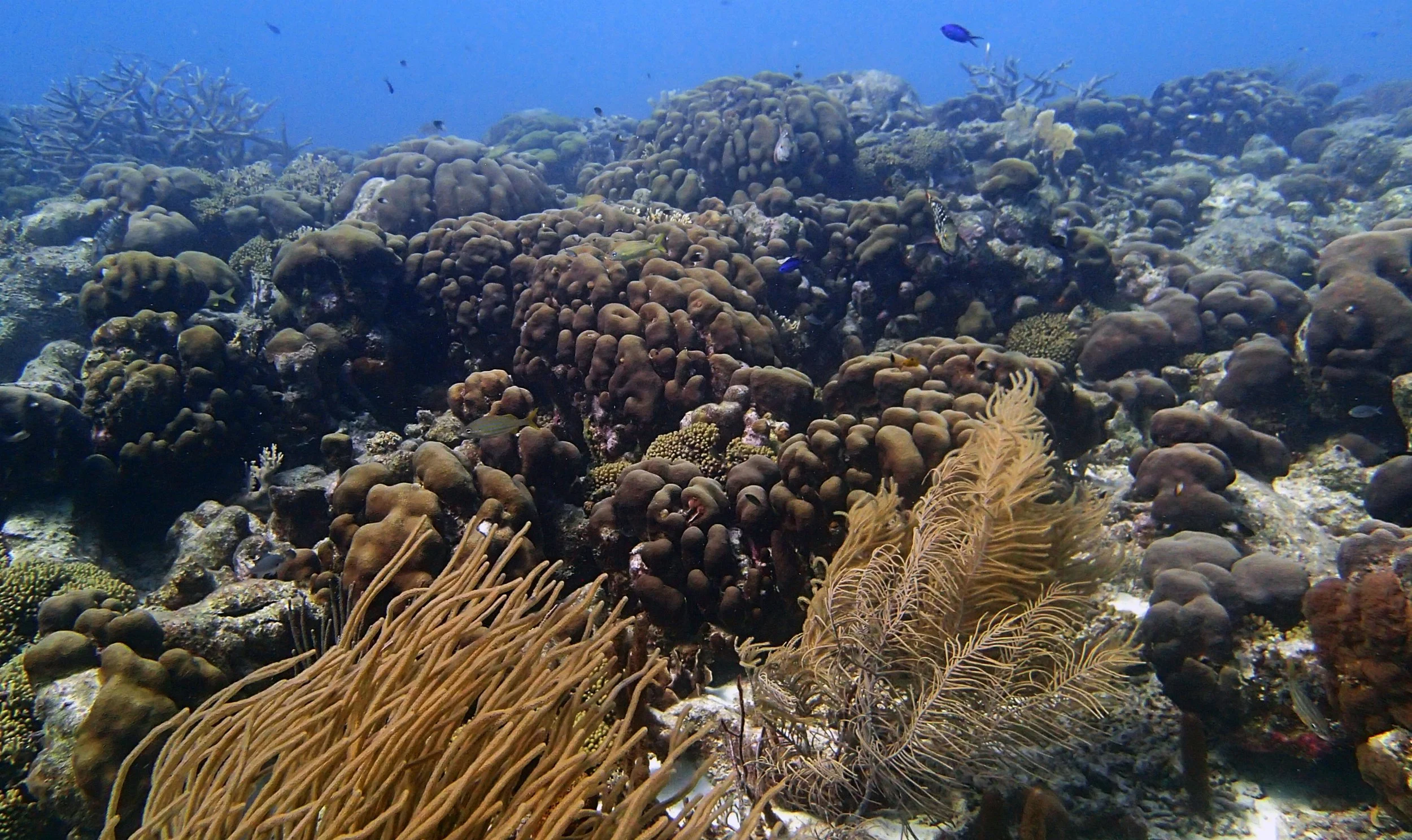 good shot of Oil Slick Leap.jpg
