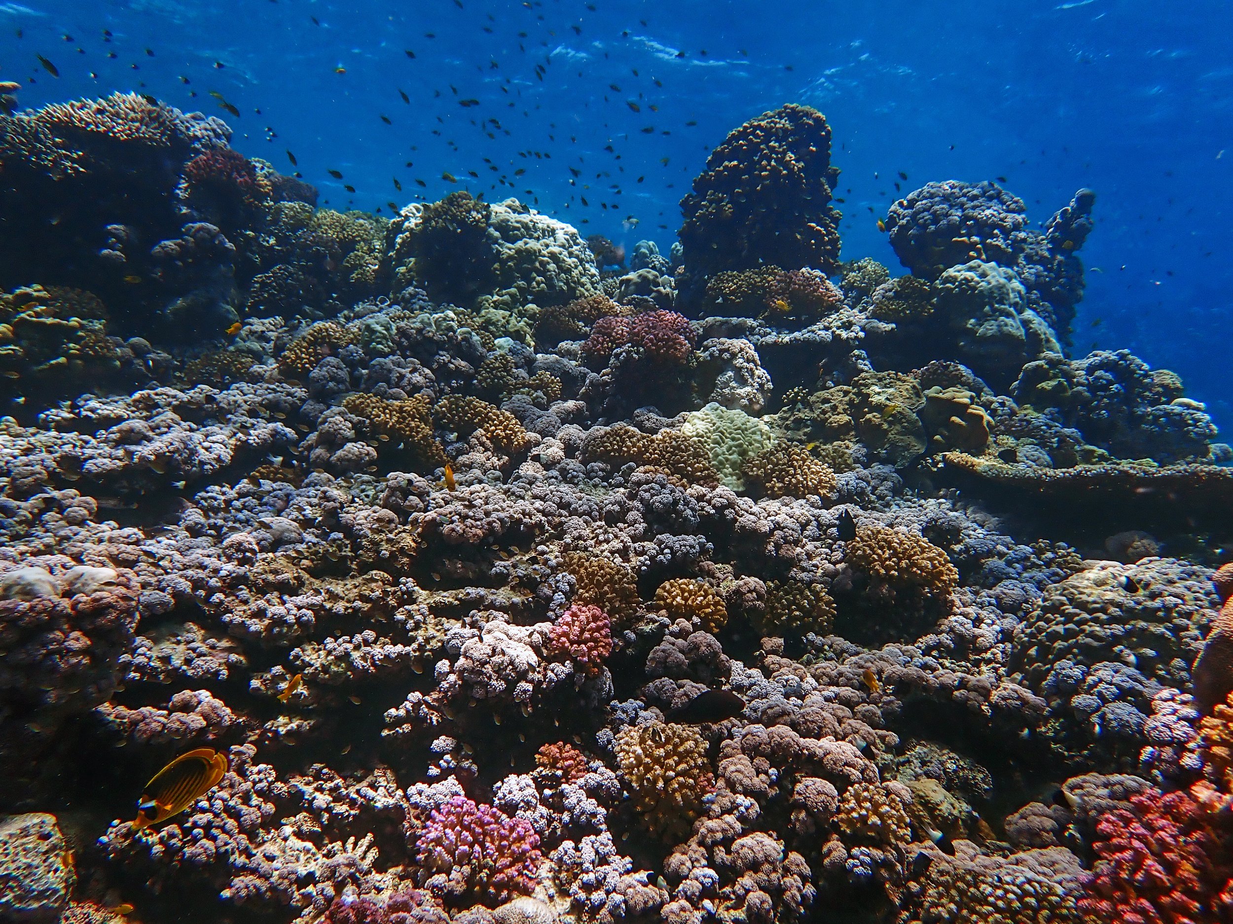 Jeddah Red Sea 2024.jpg