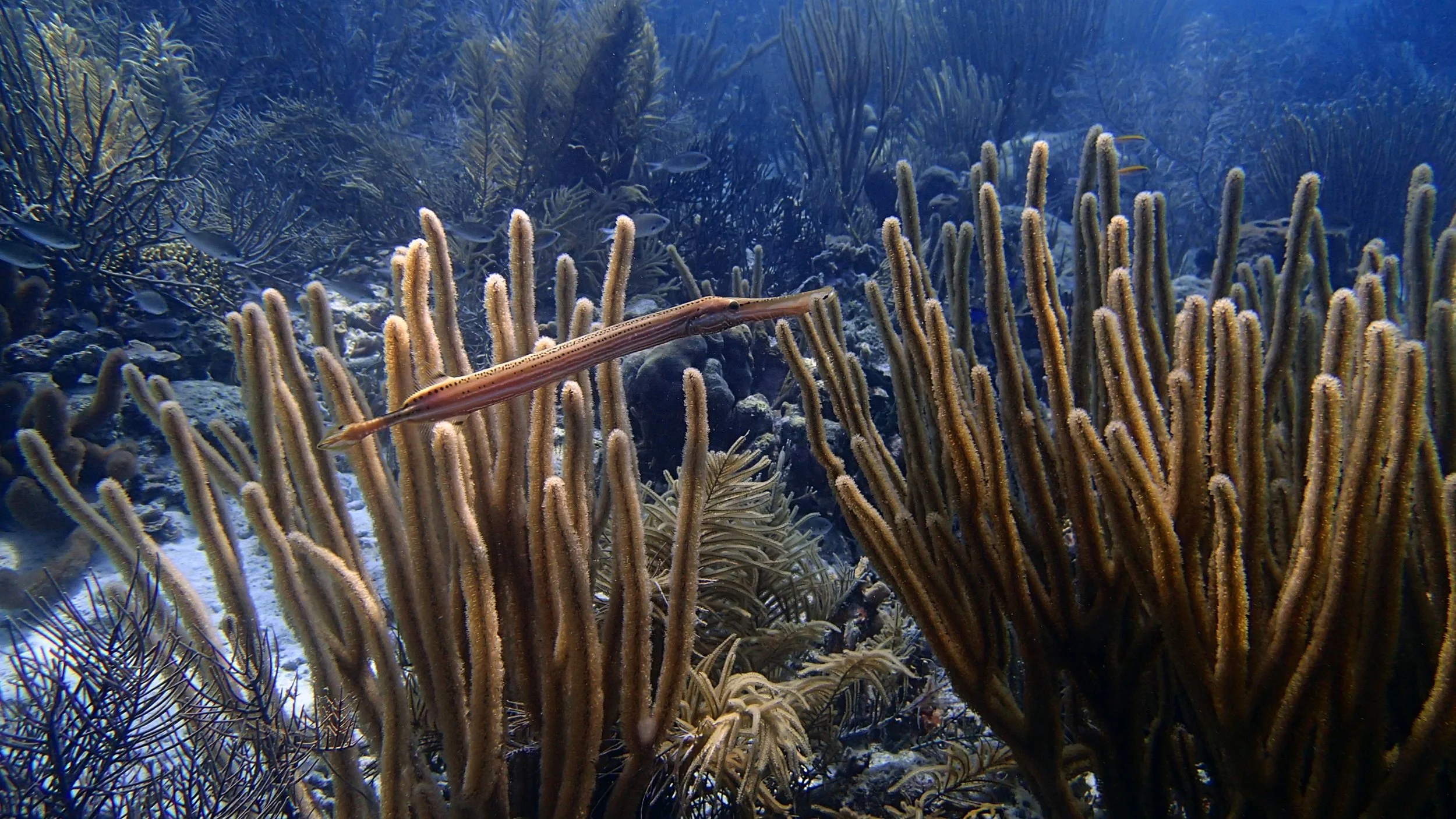 good pipefish shot.jpg