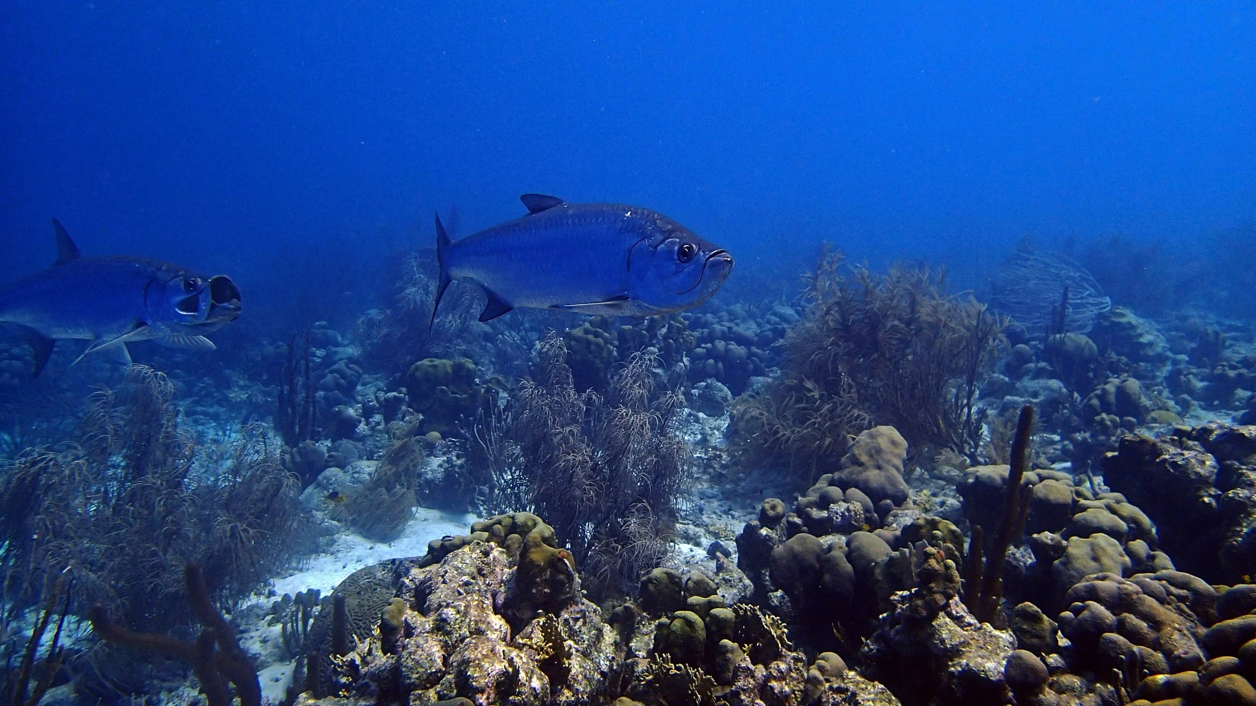 good tarpon shot.jpg