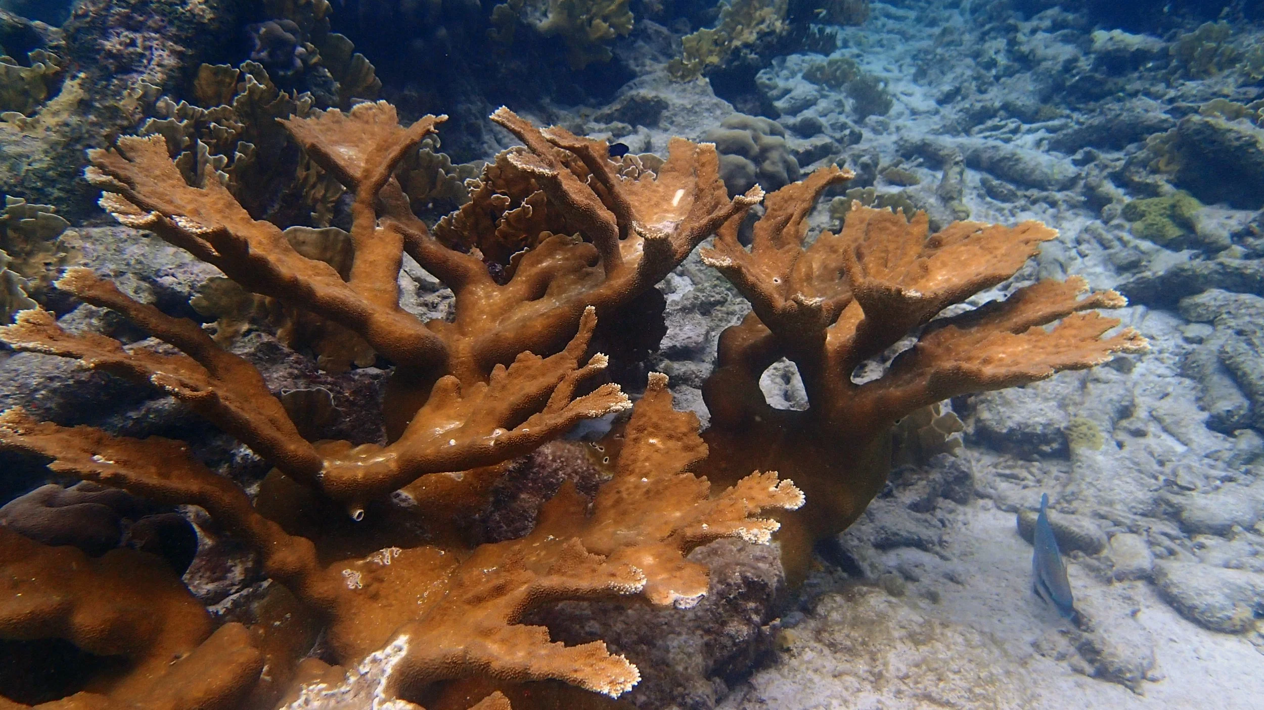 A. palmata at Karpata.jpg