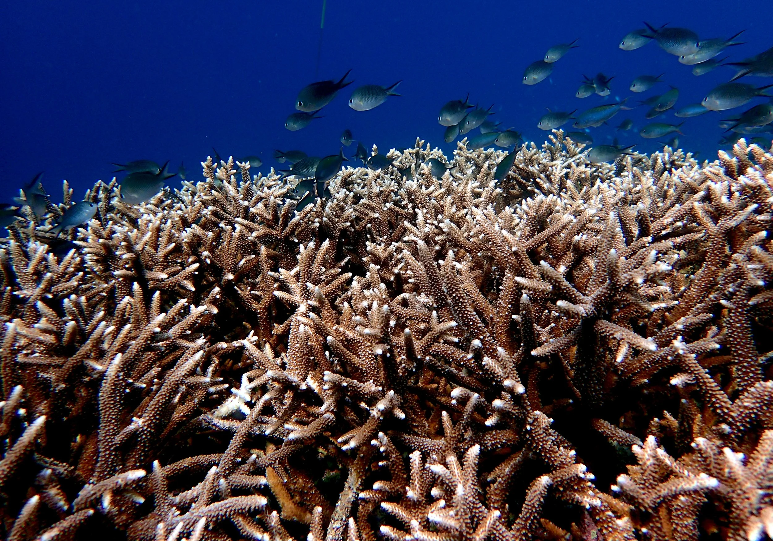 great Acropora shot Banda Islands.jpg