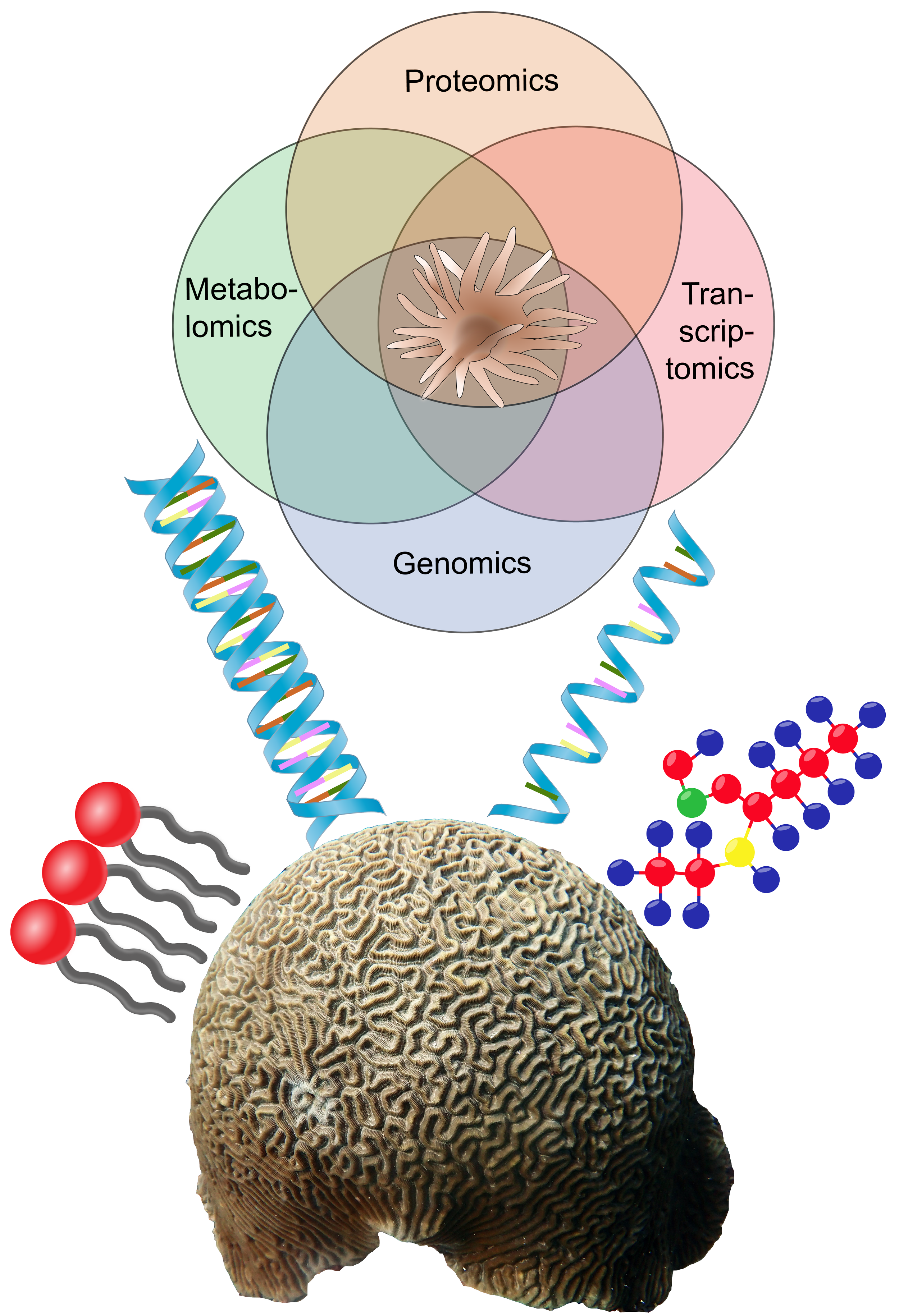 molecular brain coral.png