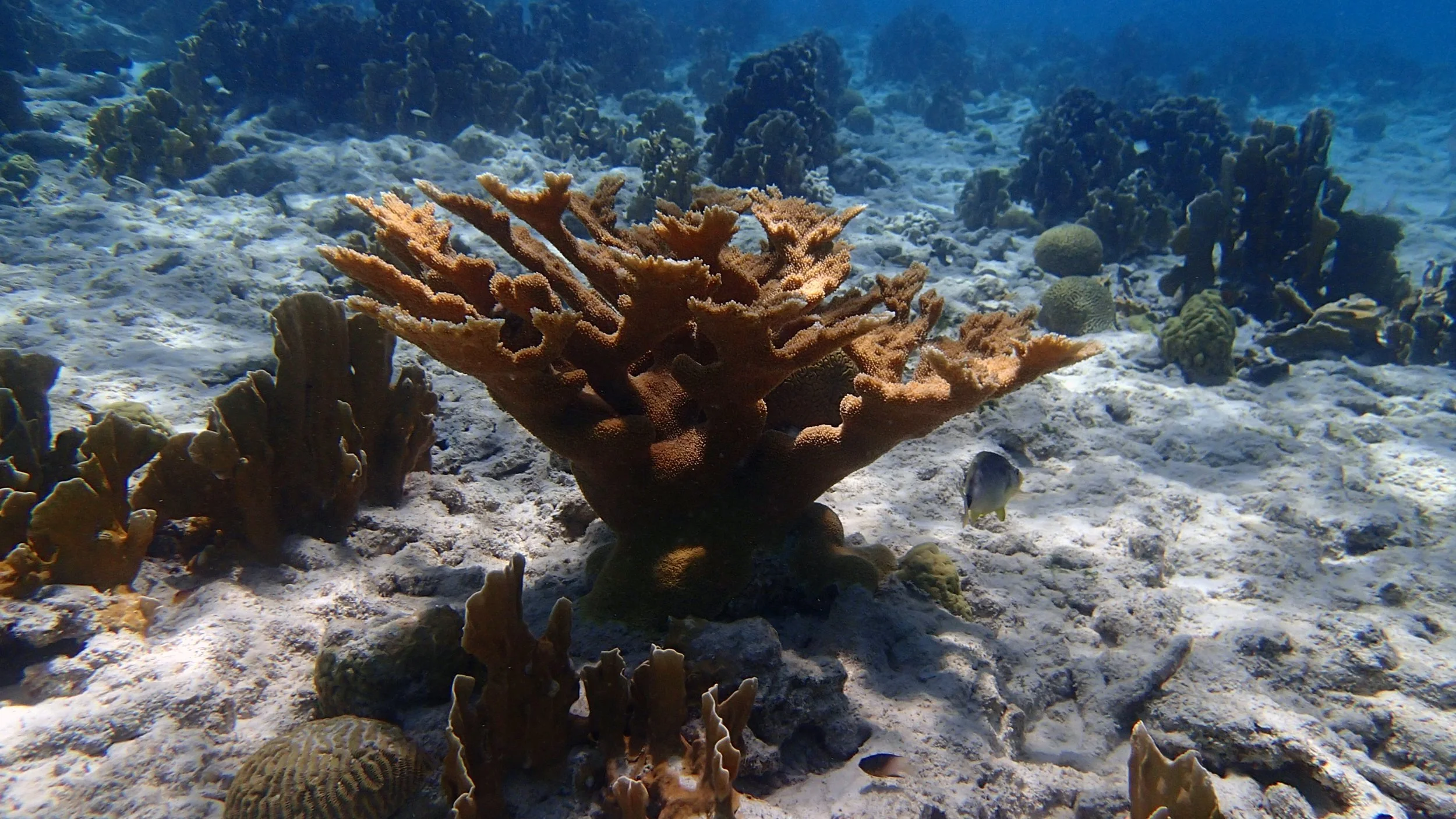 Acropora palmata.jpg