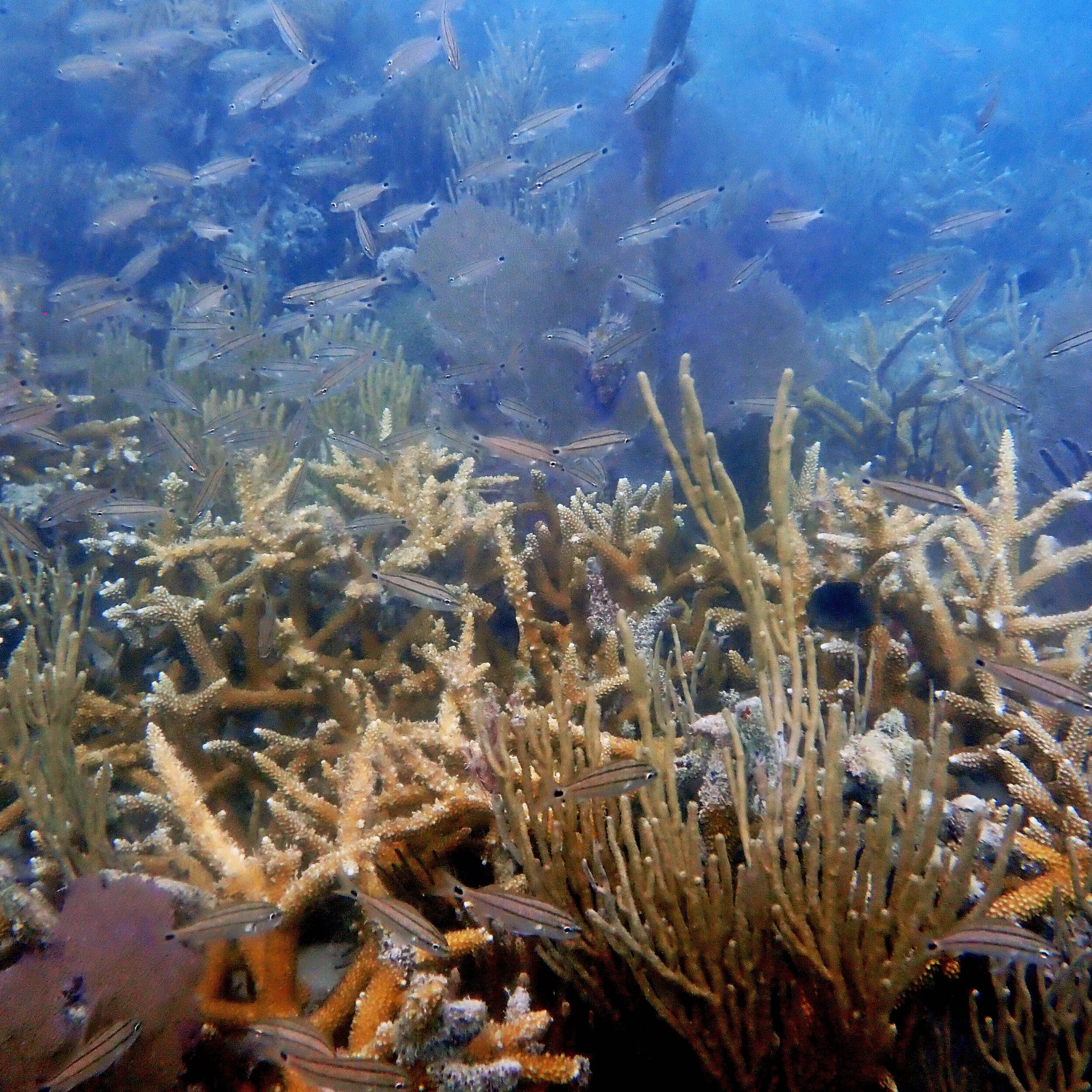 Acerv thicket at White Shoals.jpg