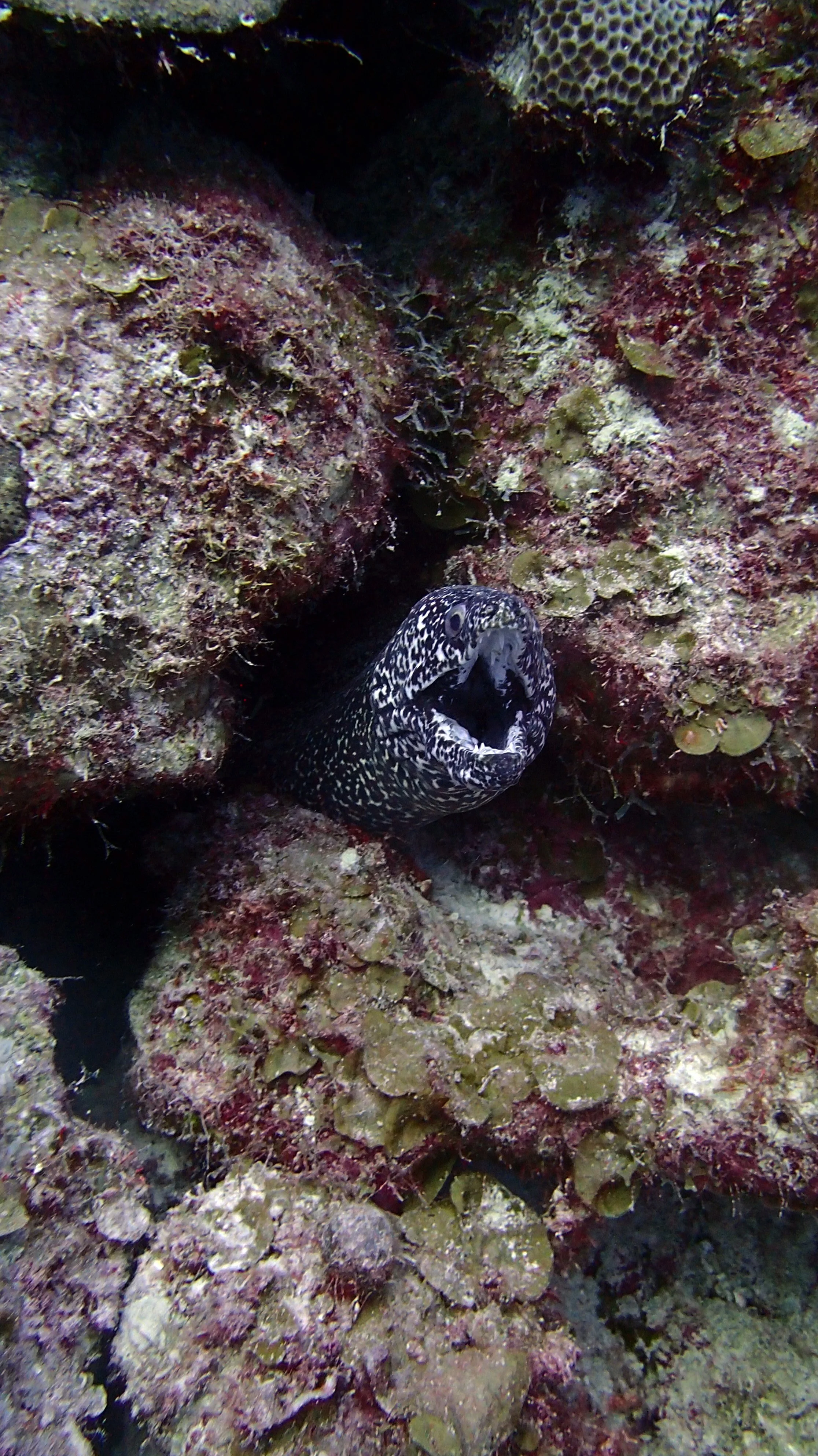 moray eel at Weber's Joy.jpg