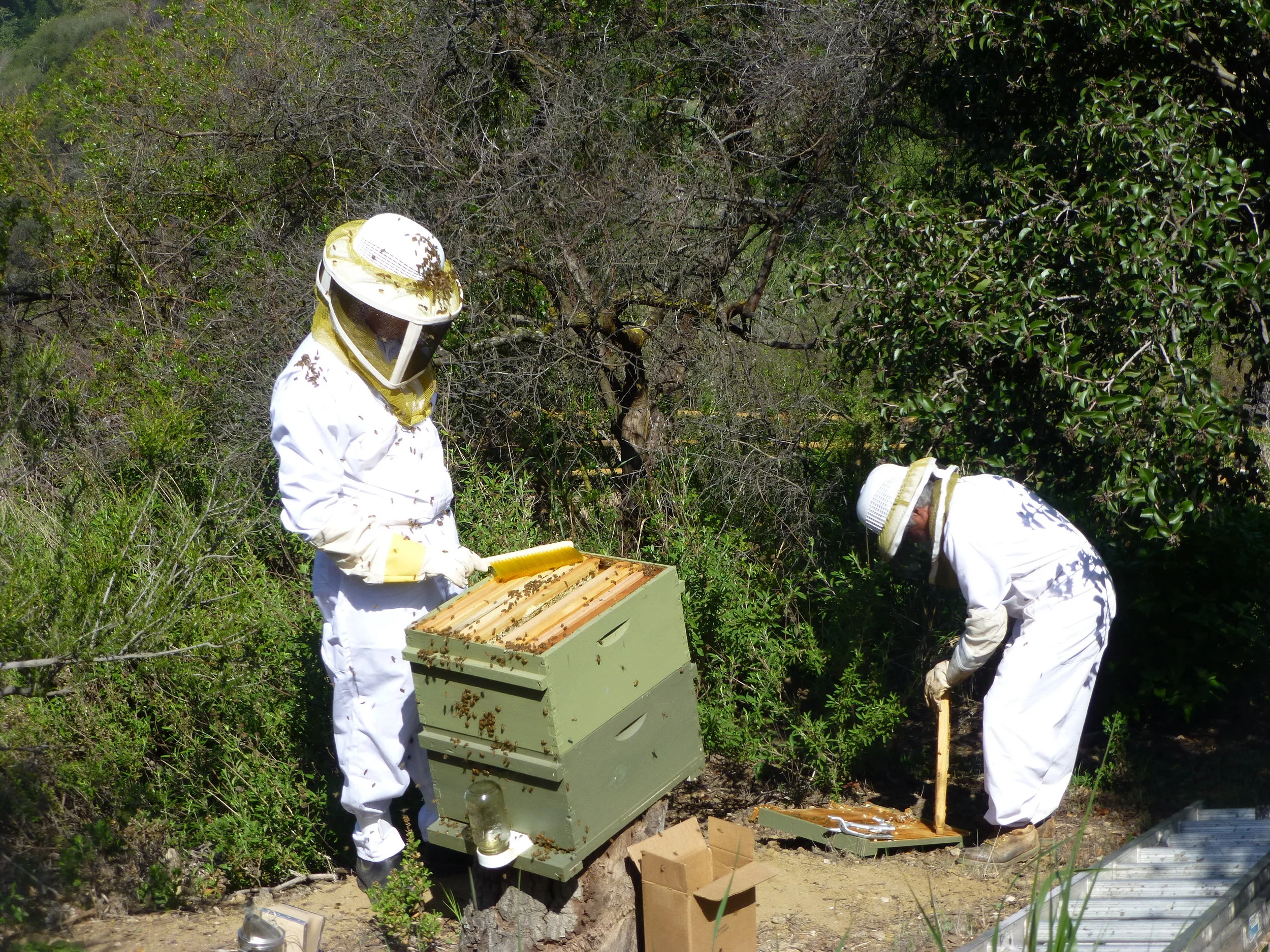 Bees.JPG