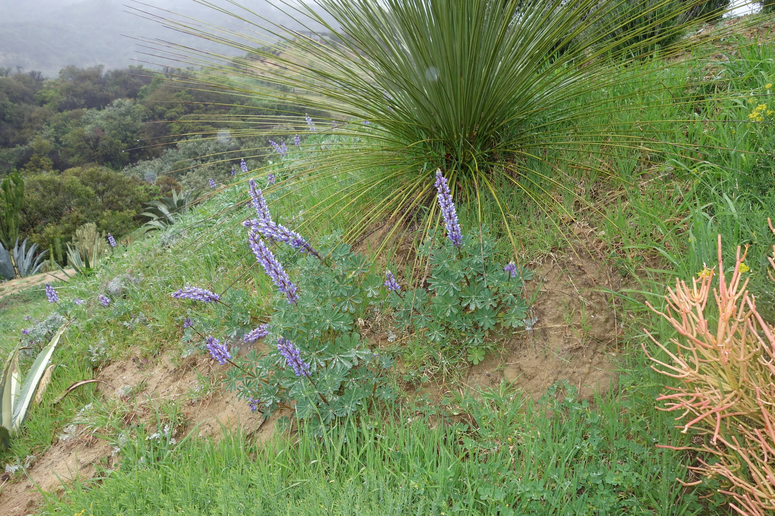 Lavendar.JPG