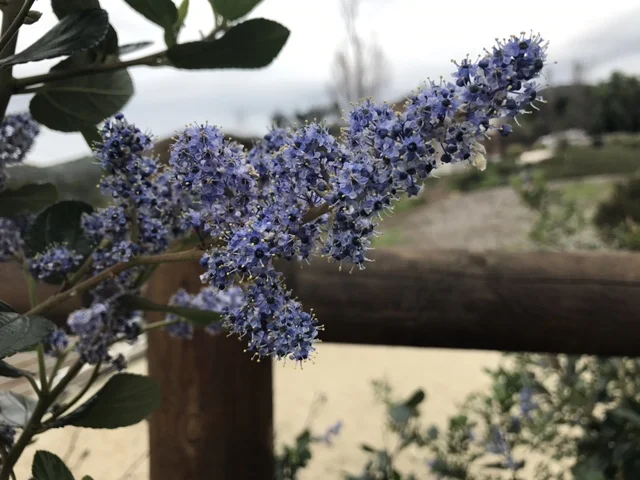 Ceanothus.JPG