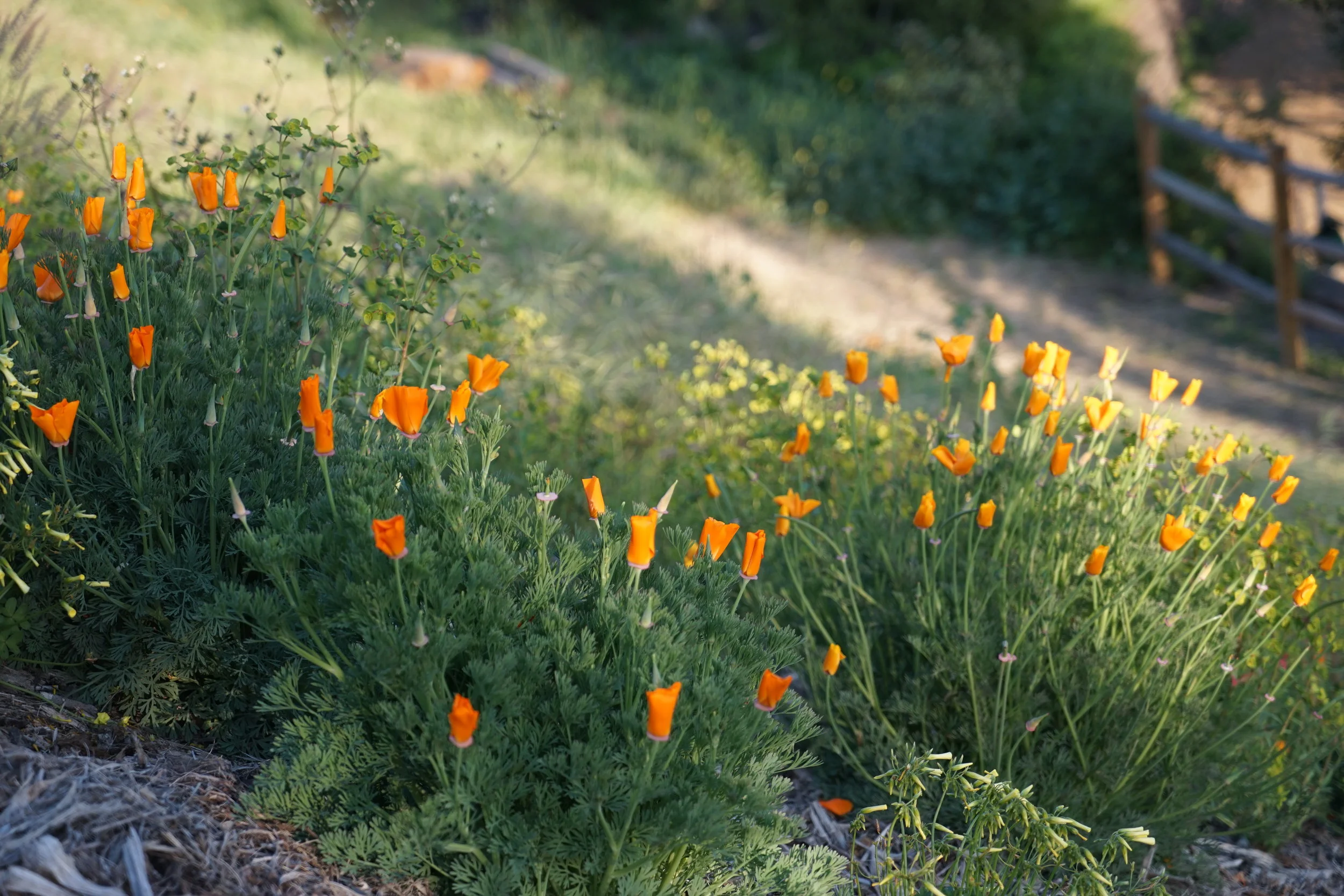 Poppies.JPG