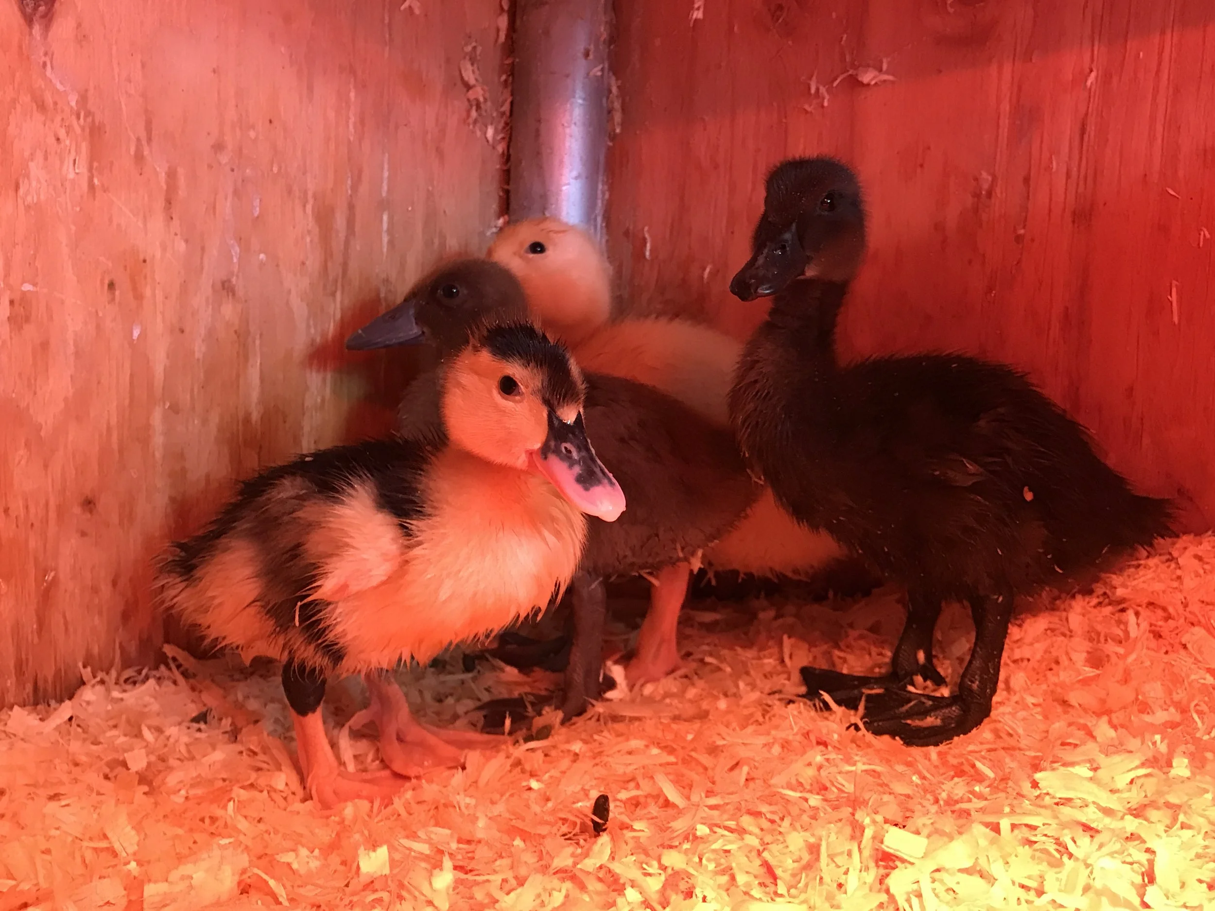 The orange colored light is from the heat lamp as these babies don't have their oil feathers yet, so they need help staying warm and toasty!