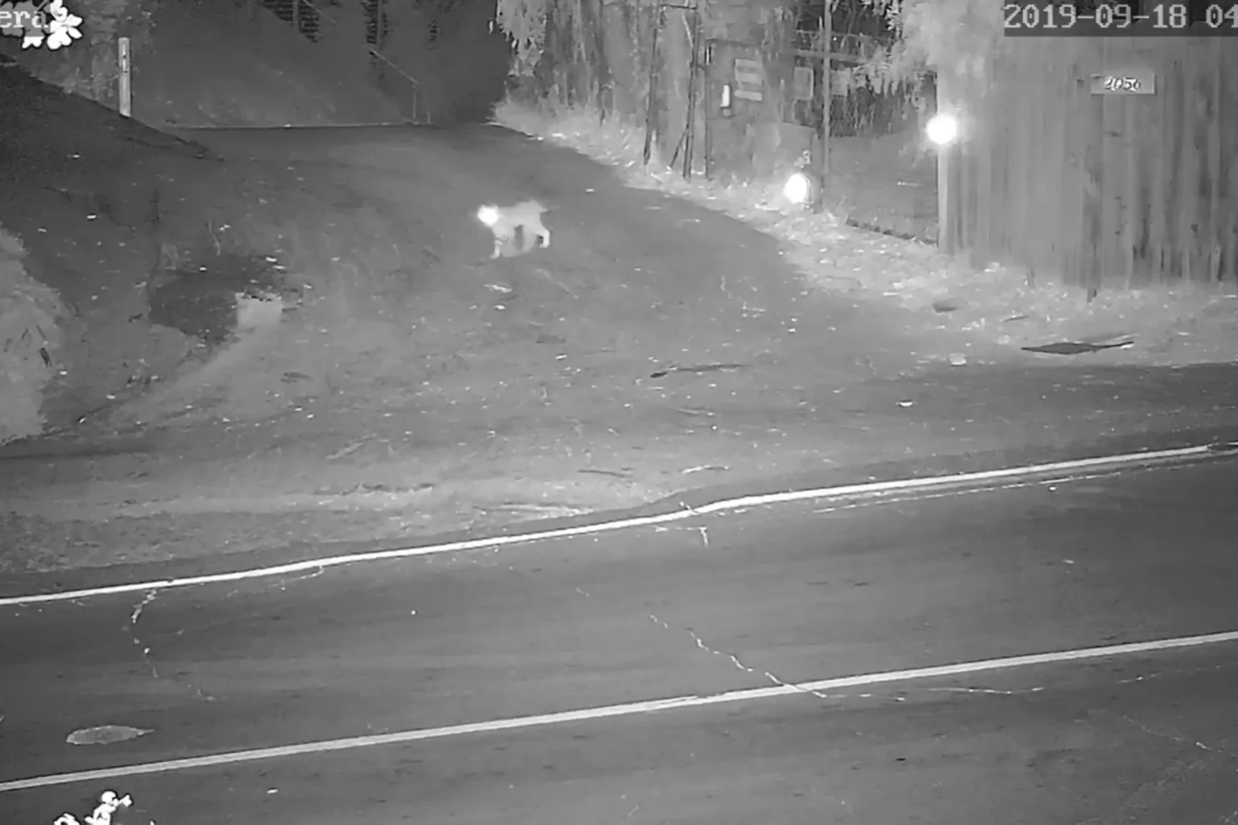 Mountain Lion ~ Coyote Pack ~ Bobcat !!