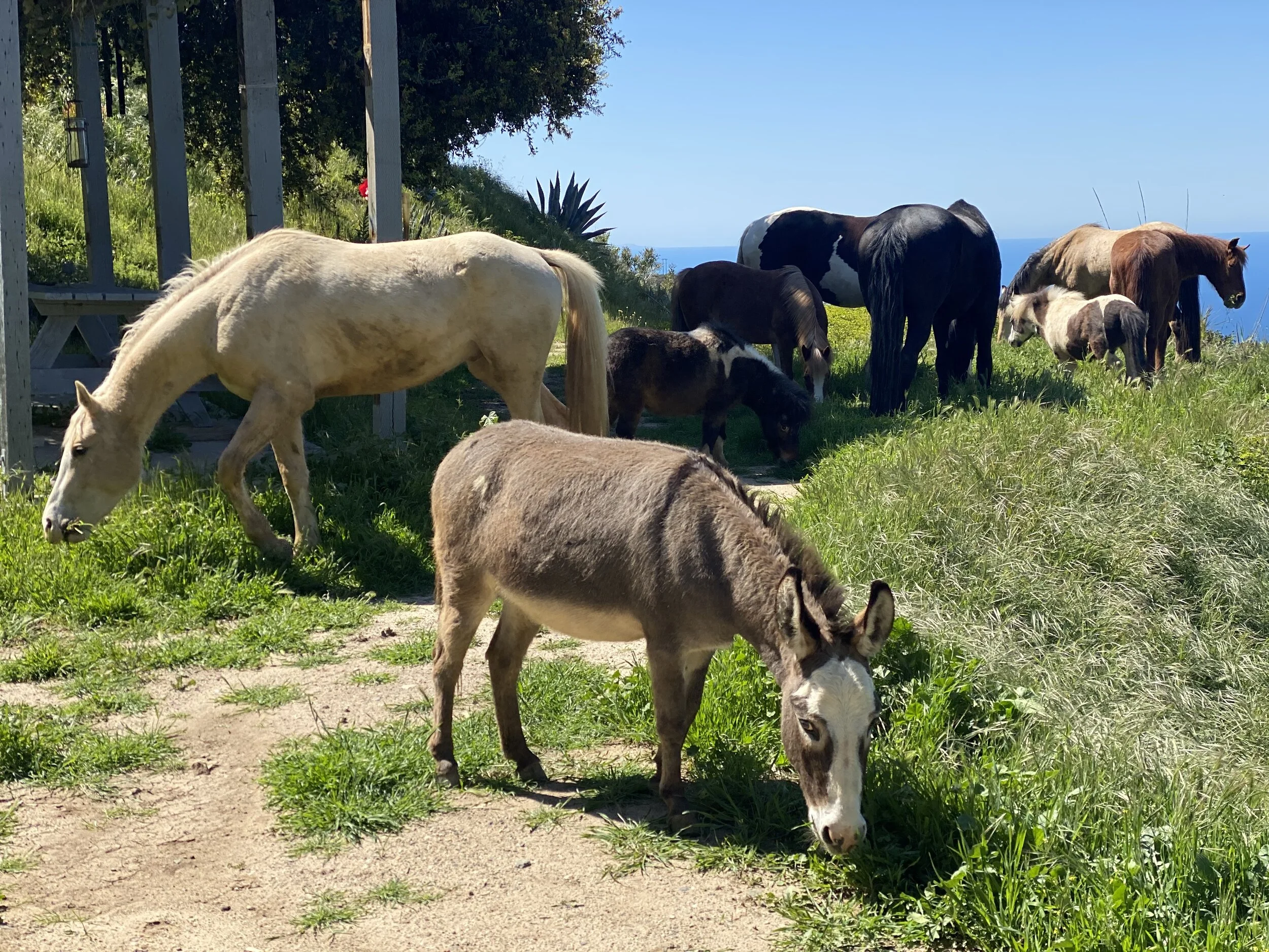 Hudson and Luke Riding