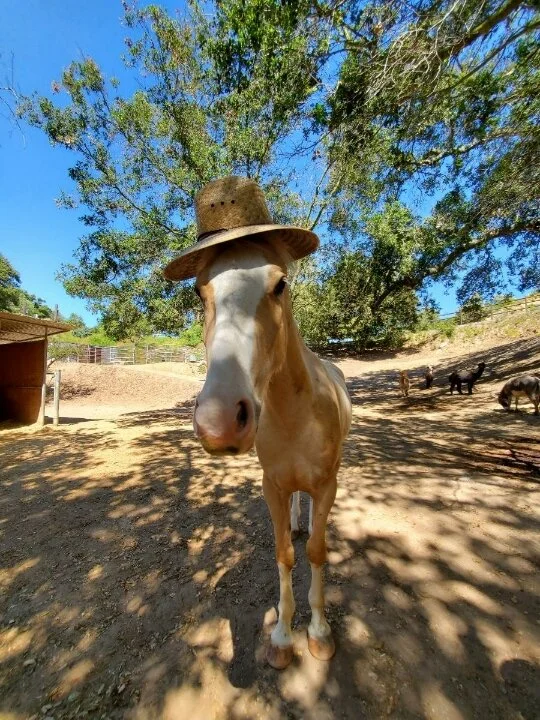 Equus Coaching ~ Week 1