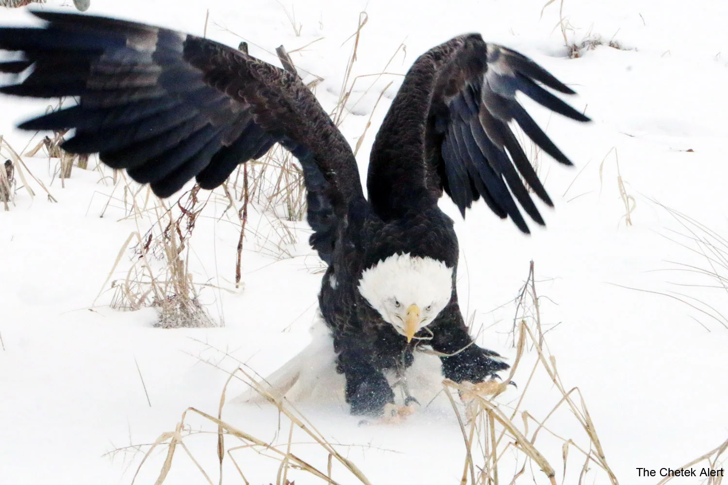 eagle1500 x 1000.jpg