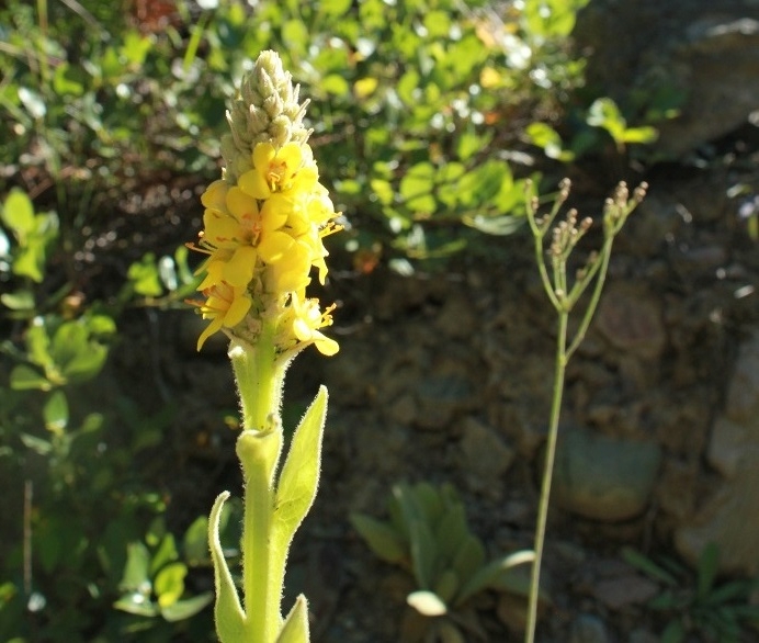 A mighty Mullein