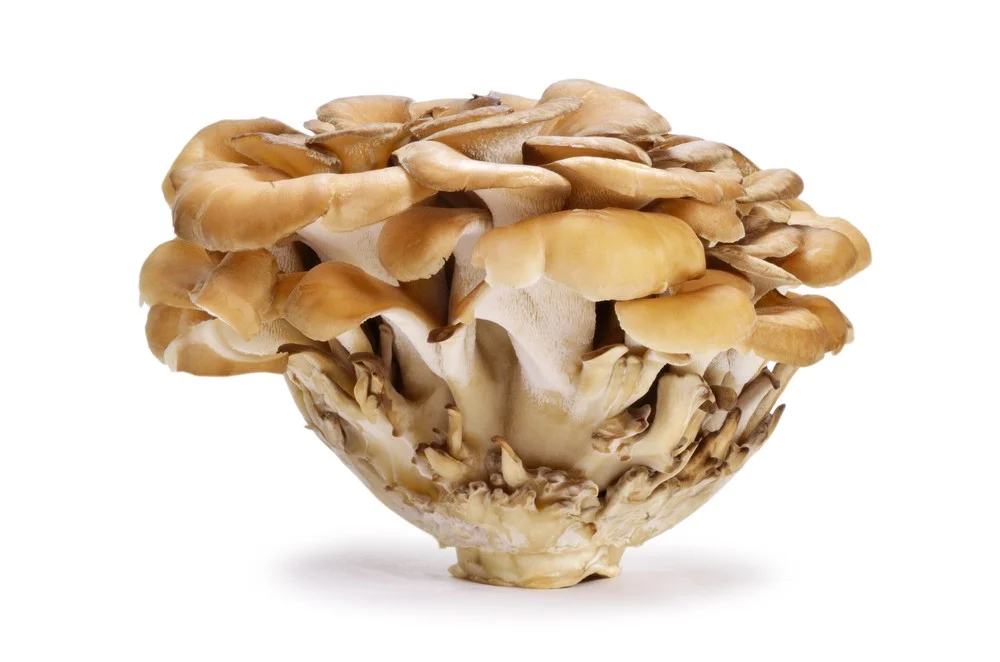 Maitake Mushroom Powder - 112g Photo credit: da-yama shutterstock