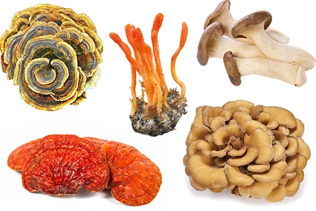 5 Mushroom Blend - 112g Photo credit: MushroomMatrix.com