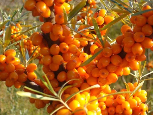 Sea Buckthorn Berry Powder - 200g Photo Credit: KVIK Vitality