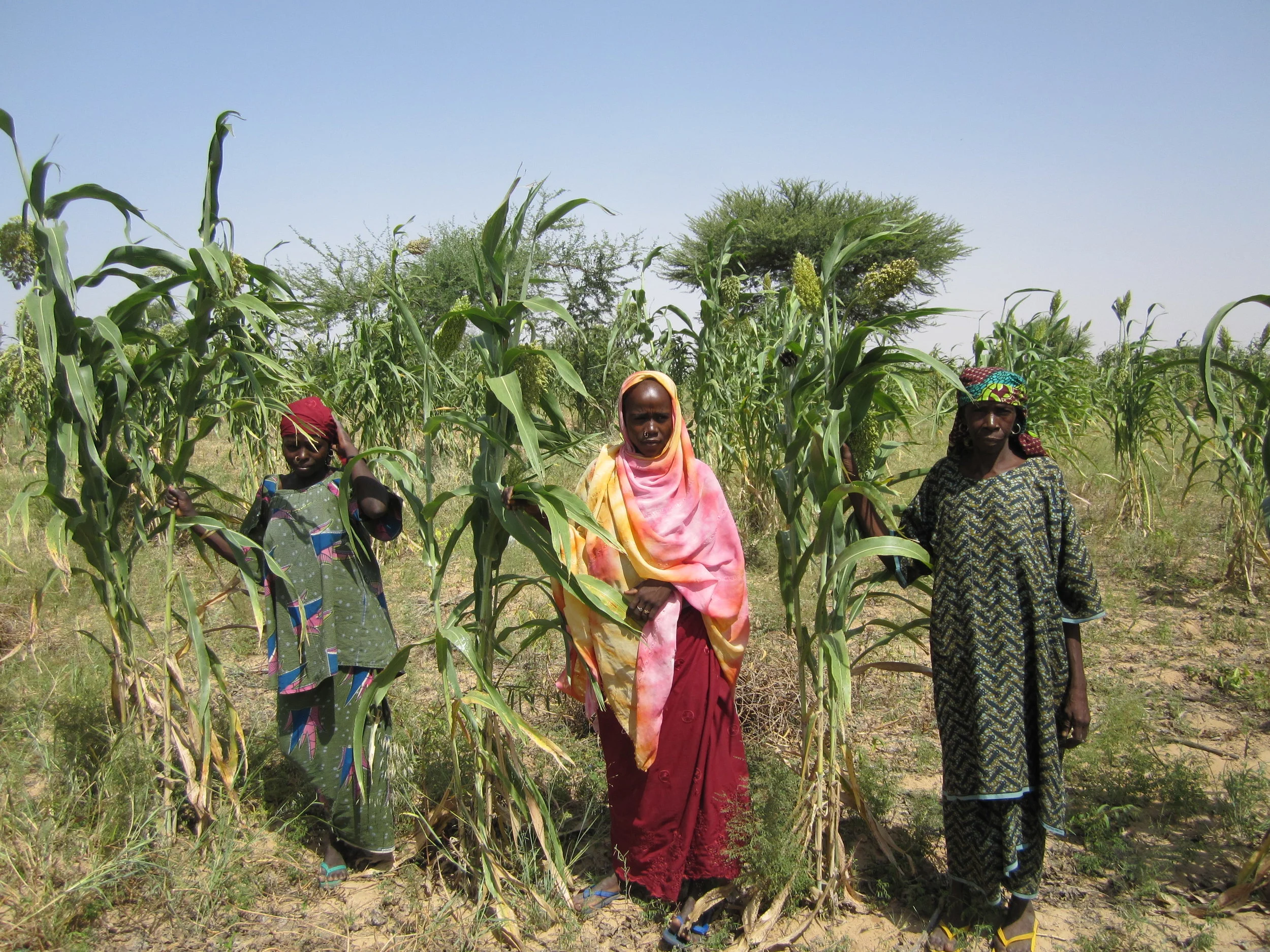 Farmer in northern Nigeria growing improved sorghum