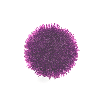P007d