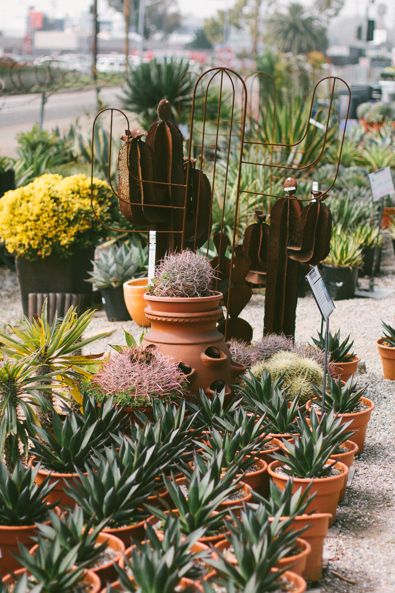 The Best Plant Shops In Los Angeles Black Blooms