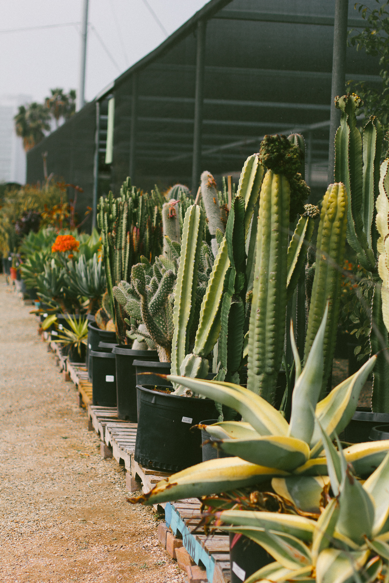 The Best Plant Shops In Los Angeles Black Blooms