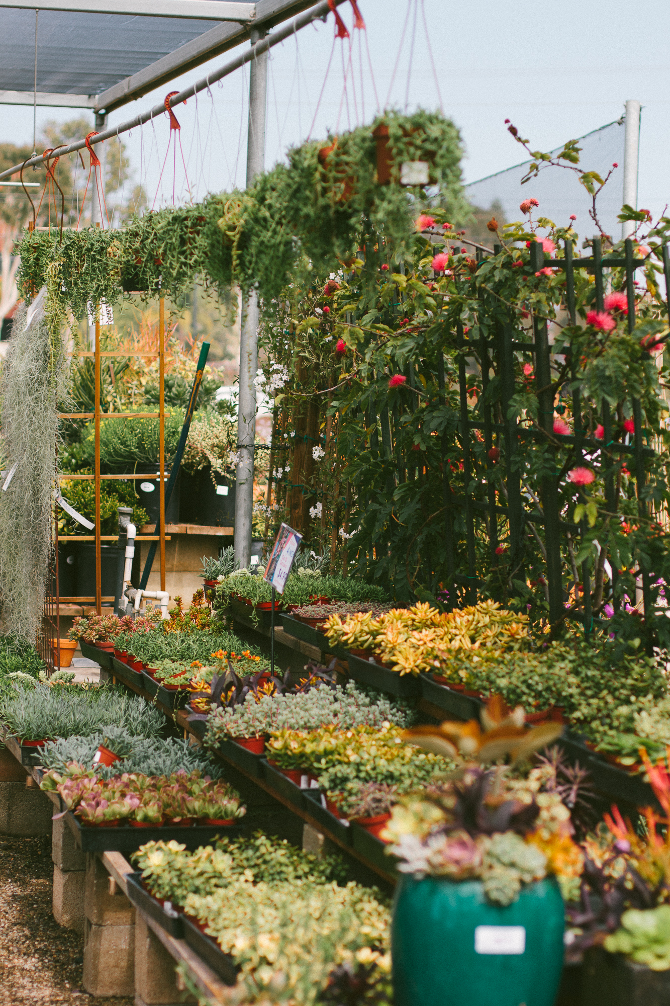 The Best Plant Shops In Los Angeles Black Blooms