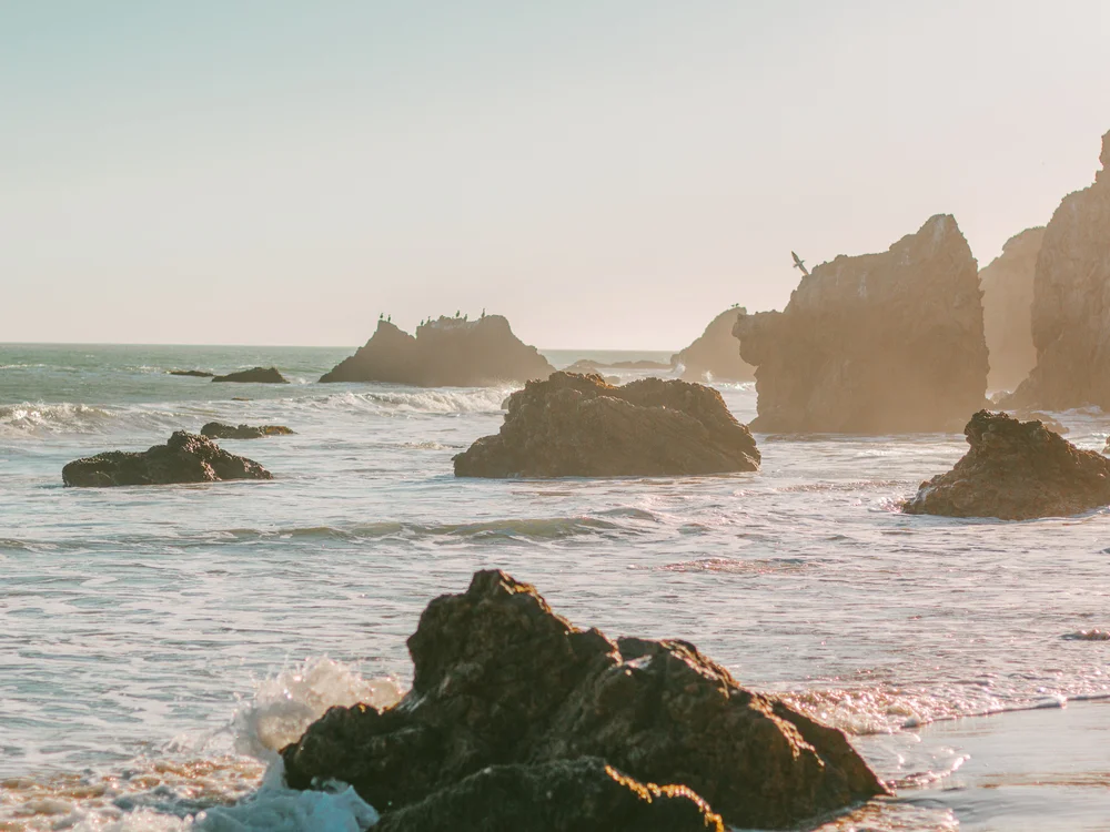 Down On The West Coast Black Blooms