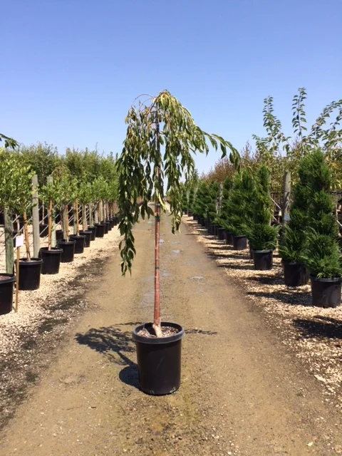 08-18-16 Purnus Ped..JPG