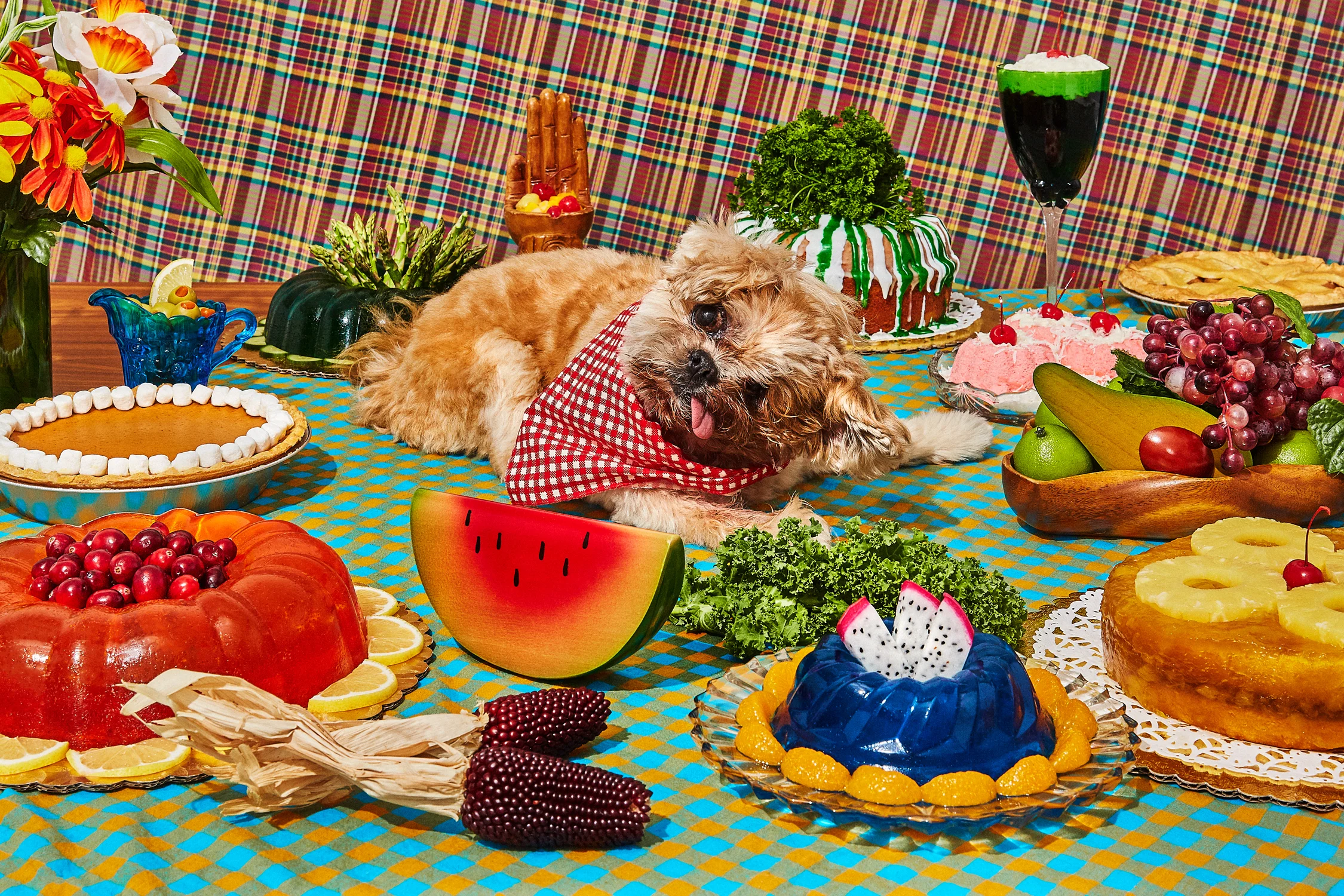 Marnie the Dog / Thanksgiving