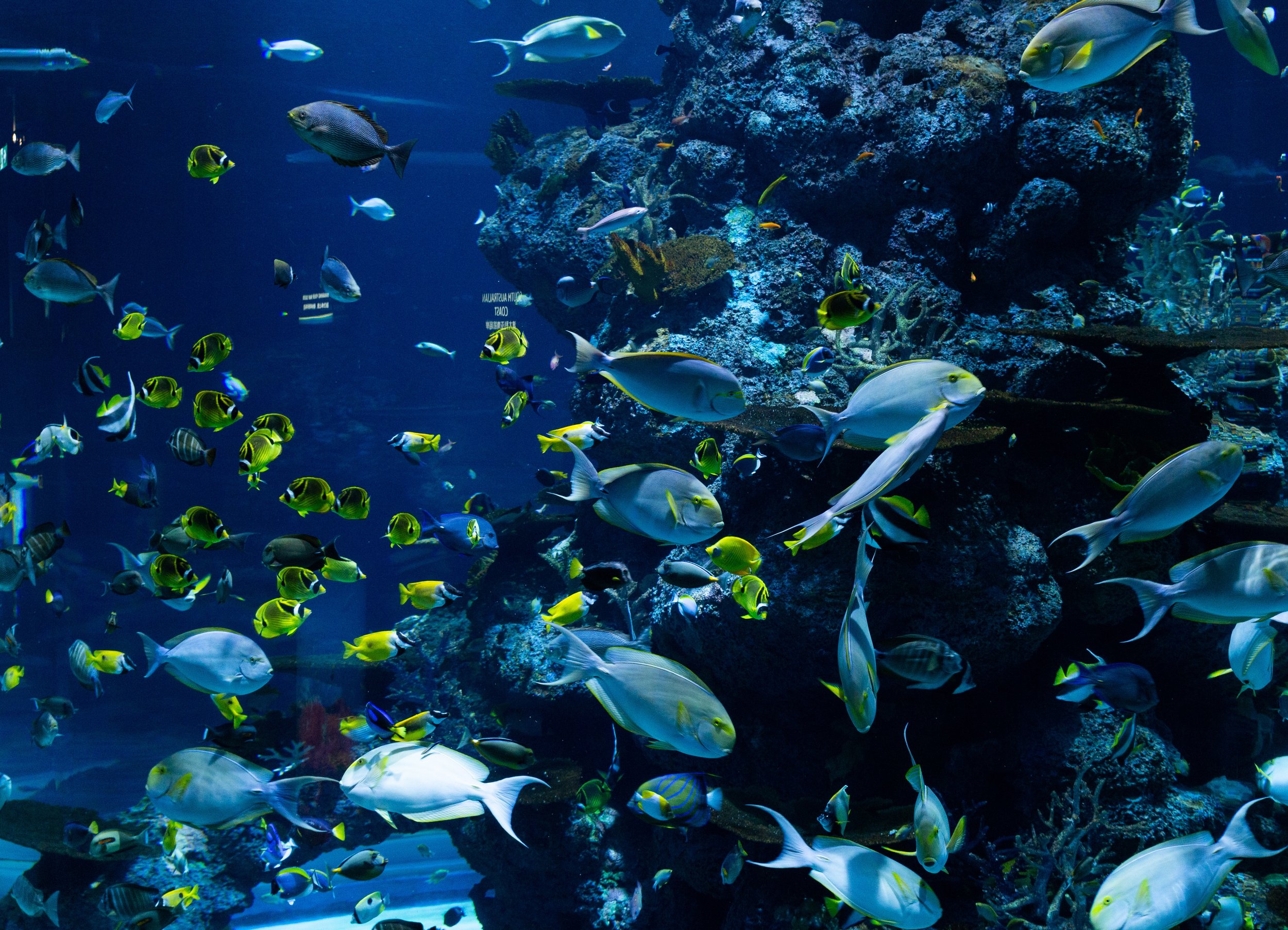 Barrier Reef | Bahamas | Diving | Fish | Travel | May.jpg