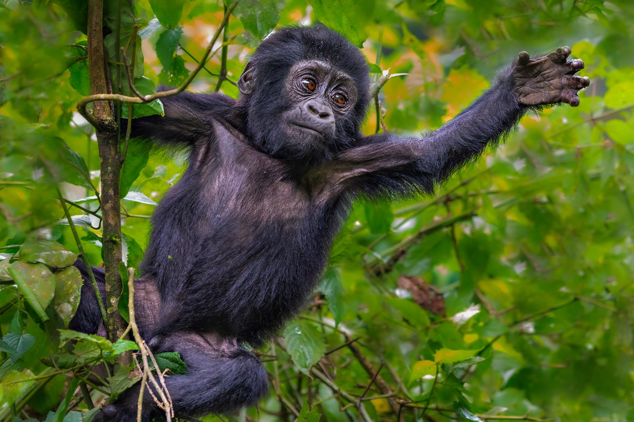 Rwanda | Mountain Gorilla | Travel | June.jpeg